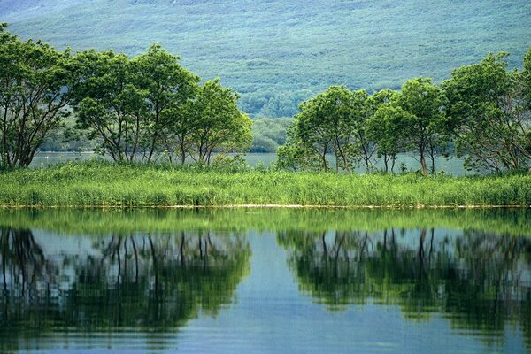 Grüne Bäume spiegeln sich im Teich wider