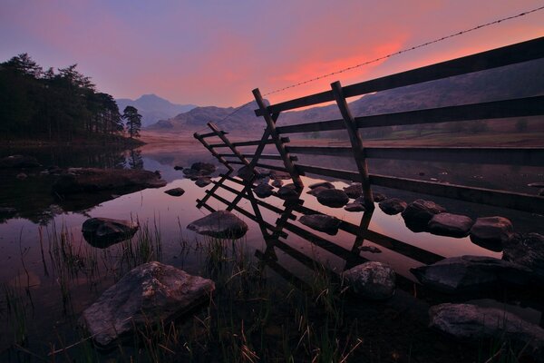 Tramonto rosa della sera della foresta. Fiume della foresta