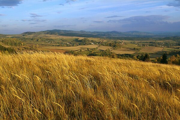 Espigas de campo en un pueblo en Polonia