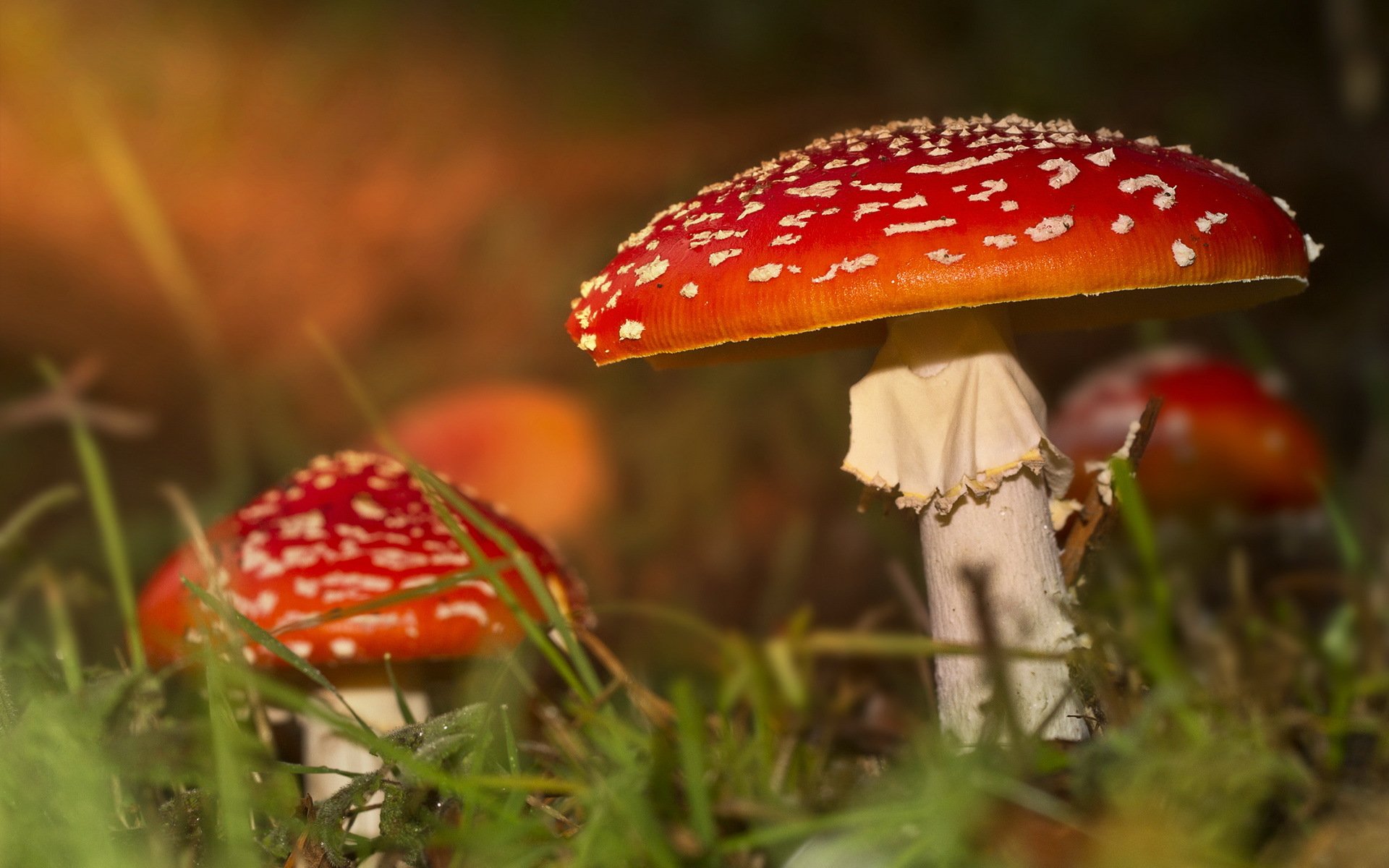 mushrooms nature autumn