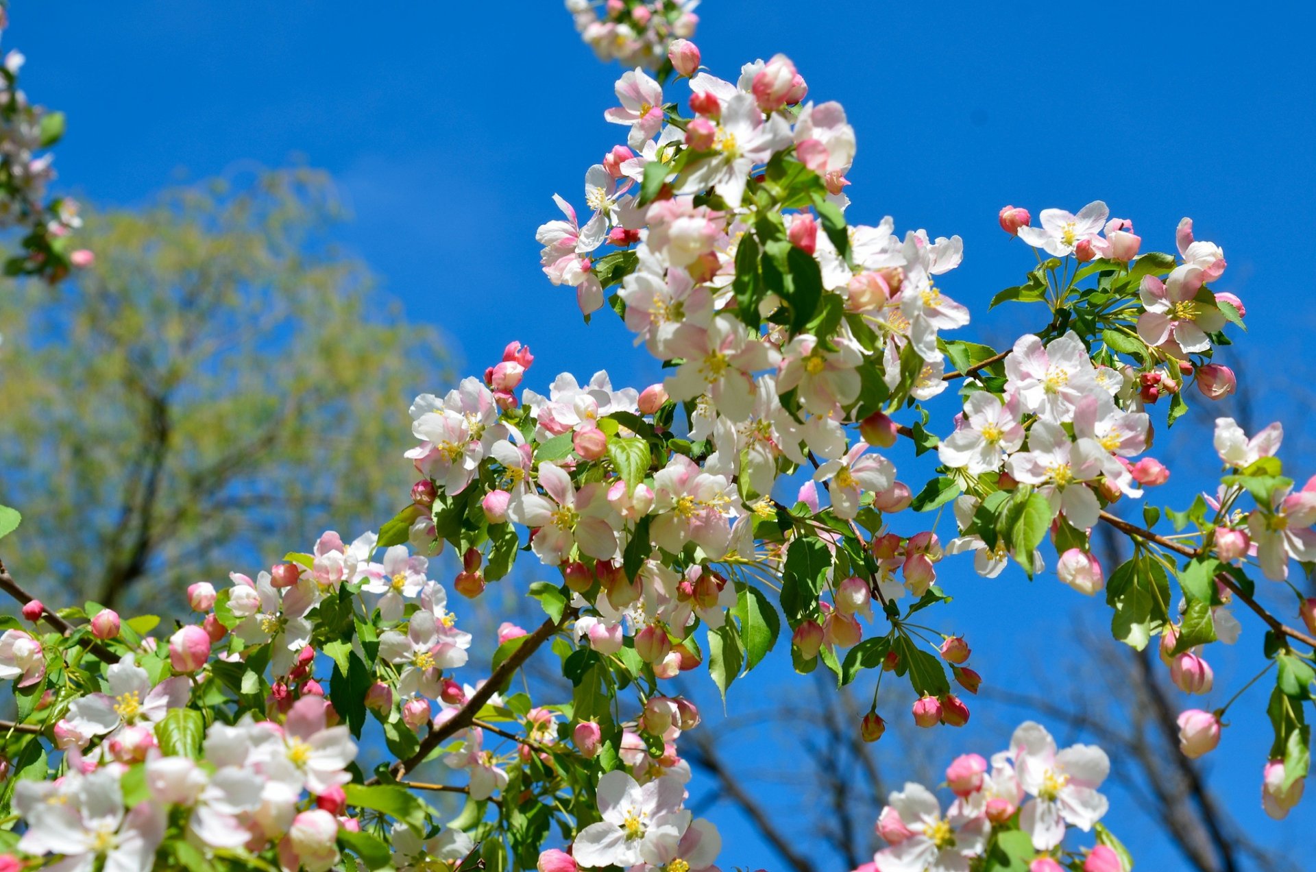 apple branches bloom spring