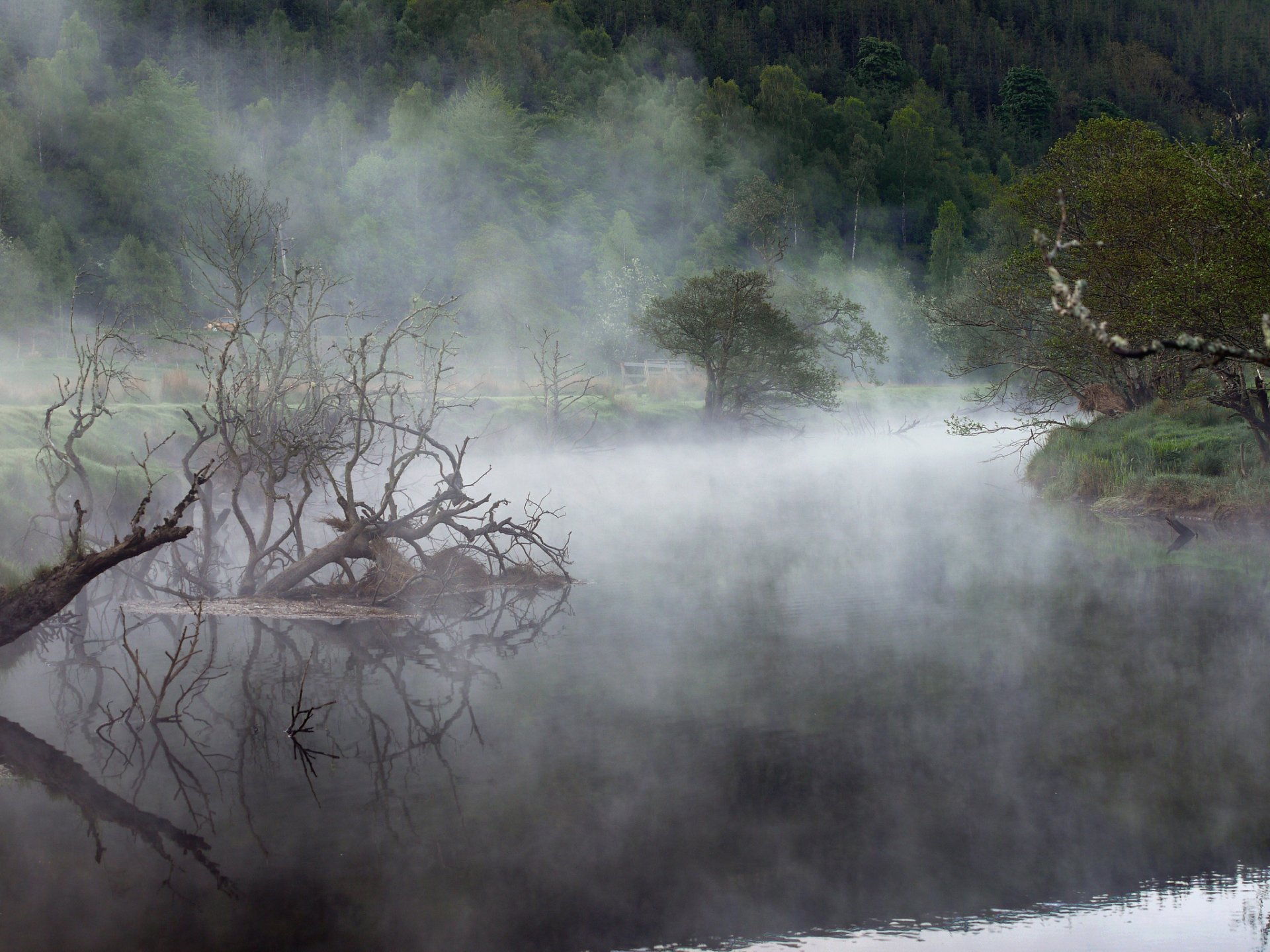 wald see nebel