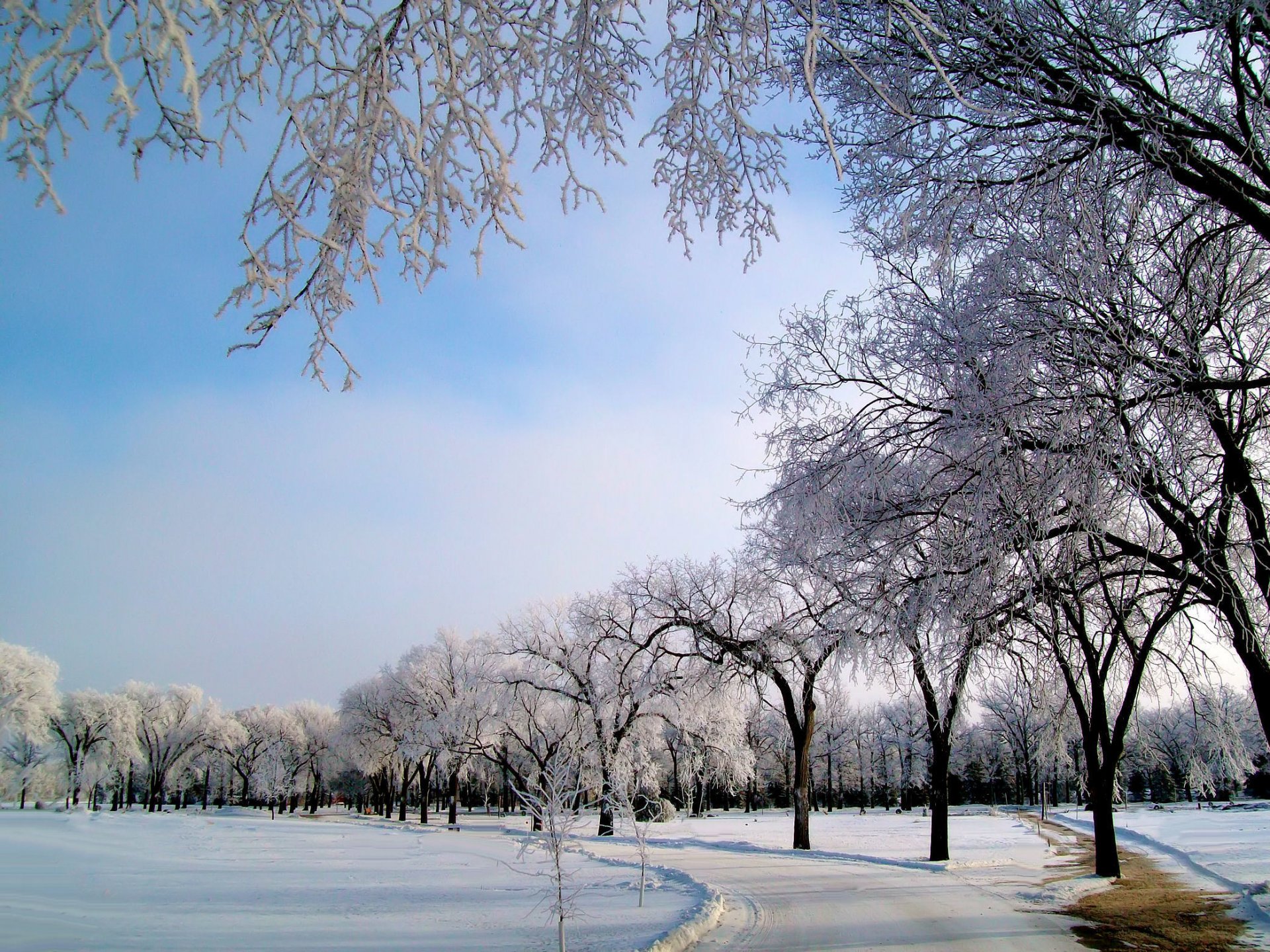 inverno neve alberi gelo strada gelo