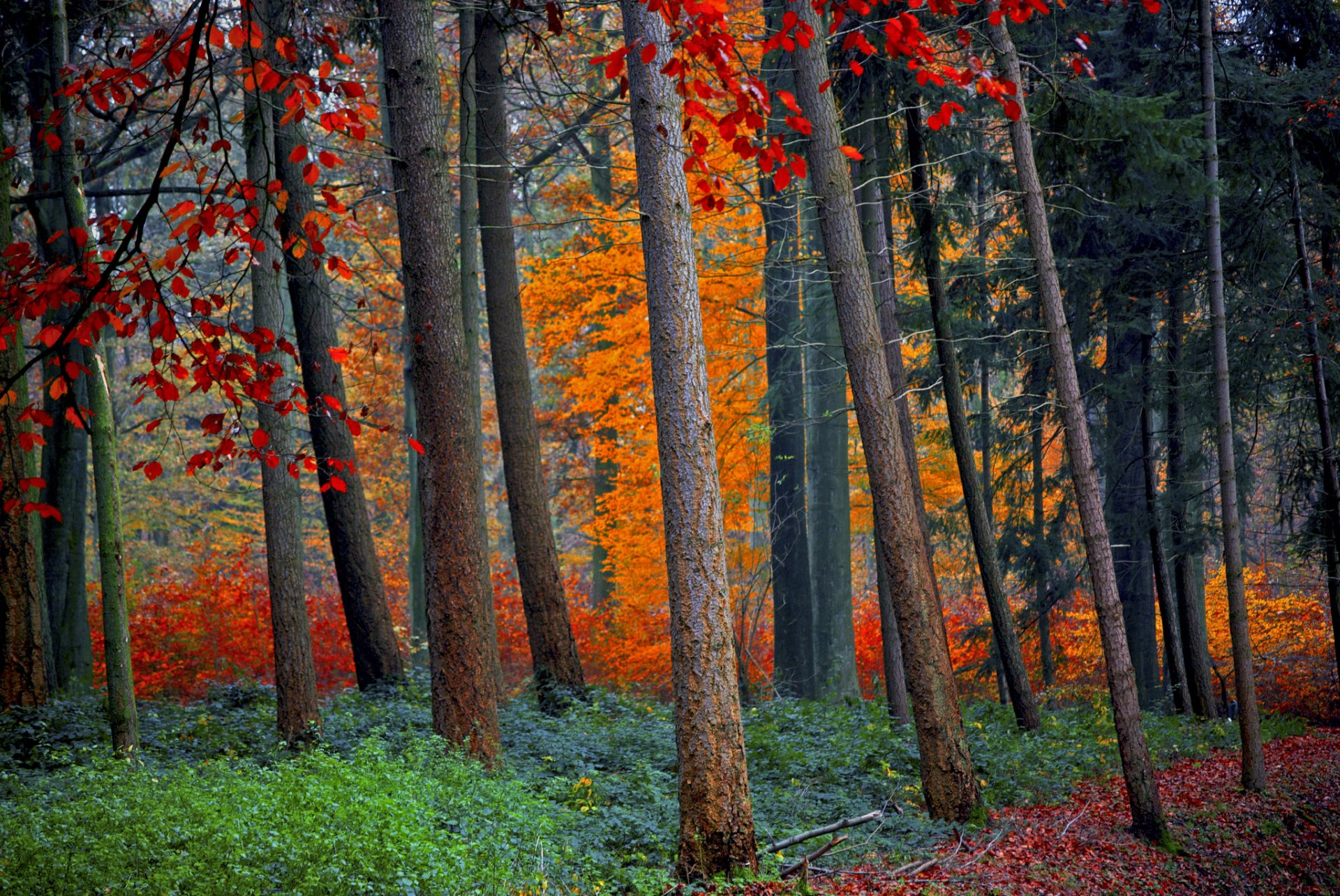 bosque árboles otoño hojas