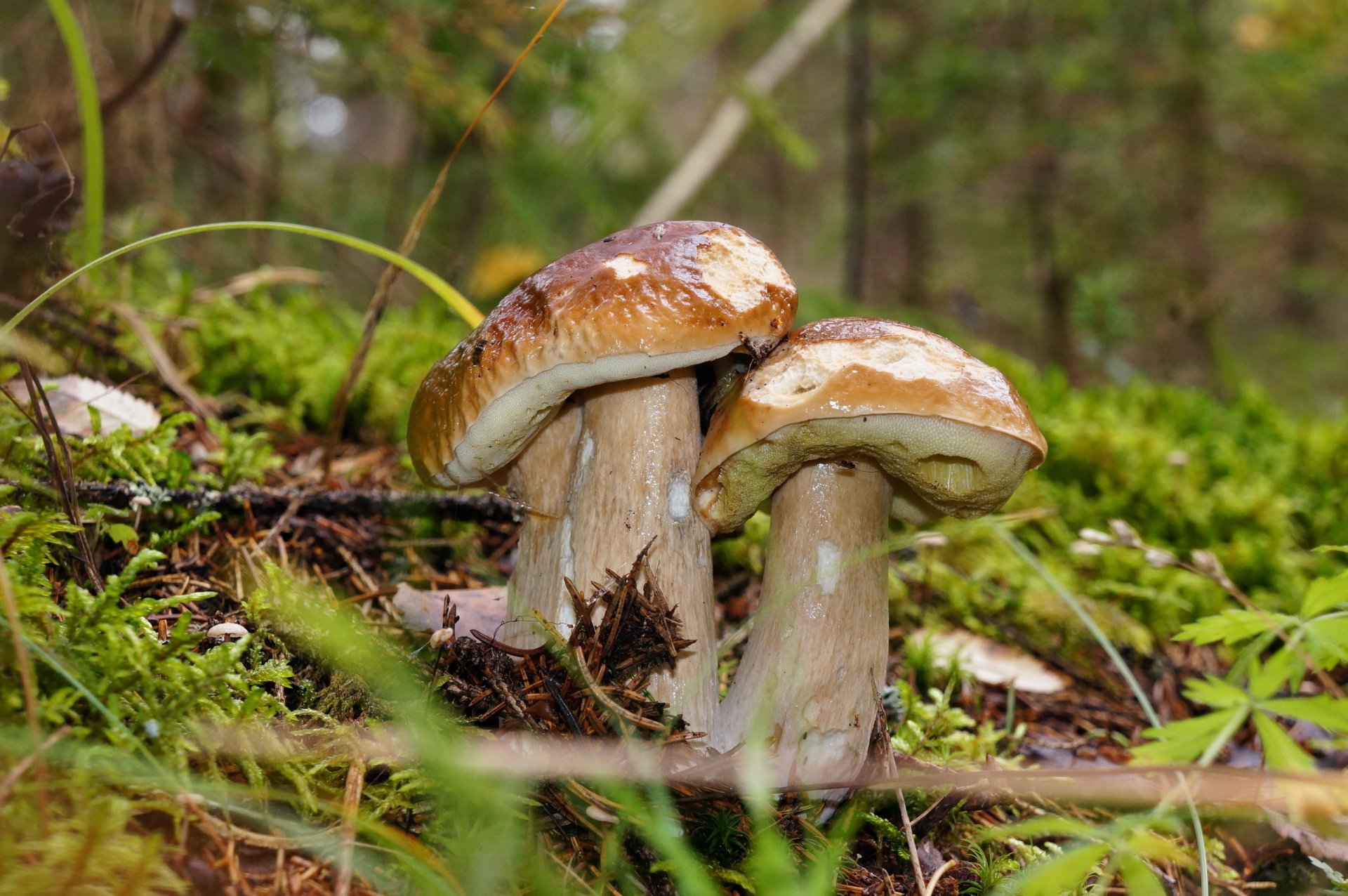 champignon automne nature