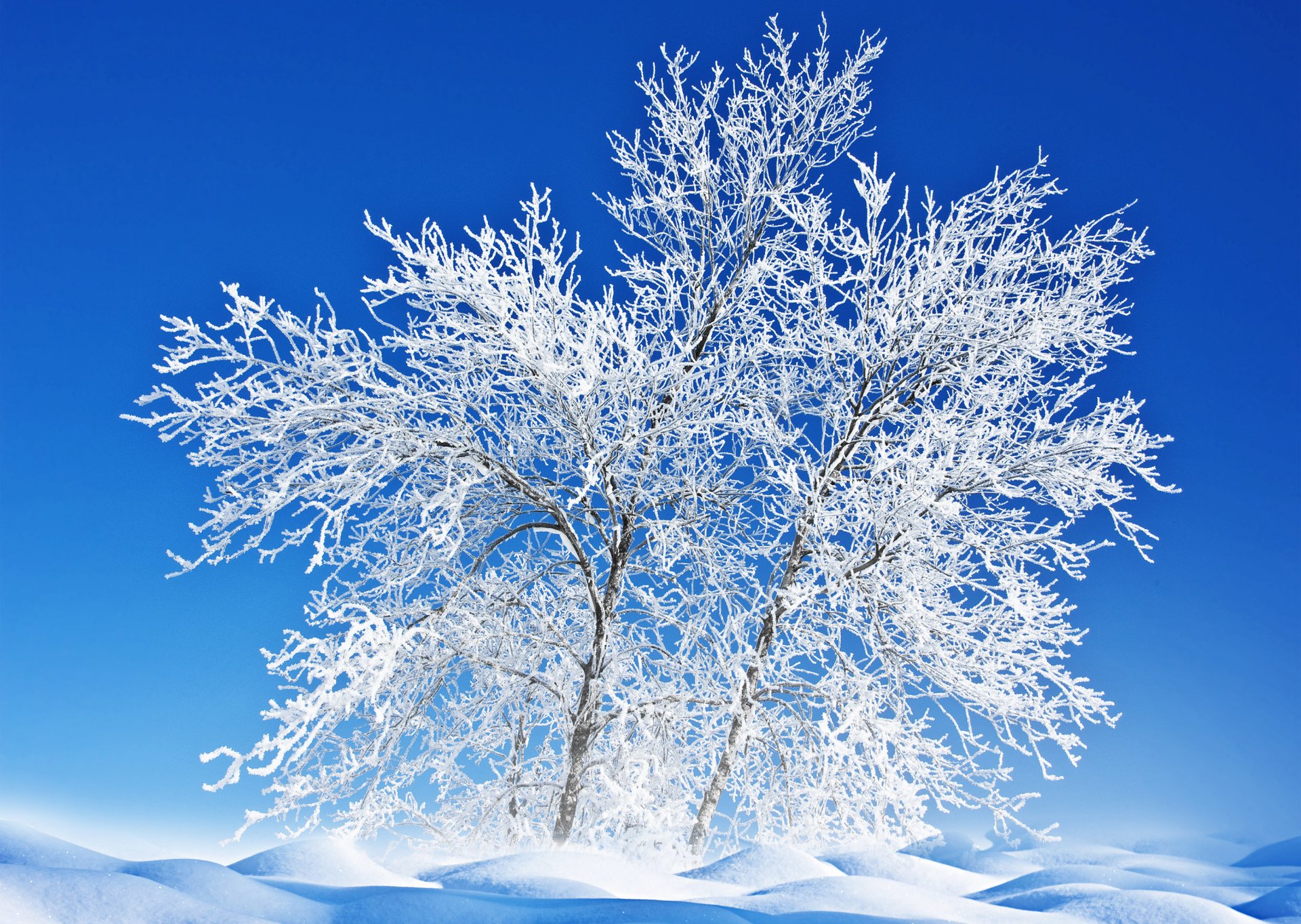 nature paysage arbre givre neige hiver ciel