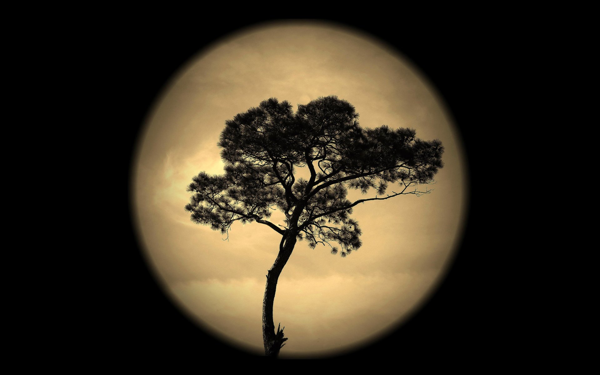 noche cielo luna árbol silueta