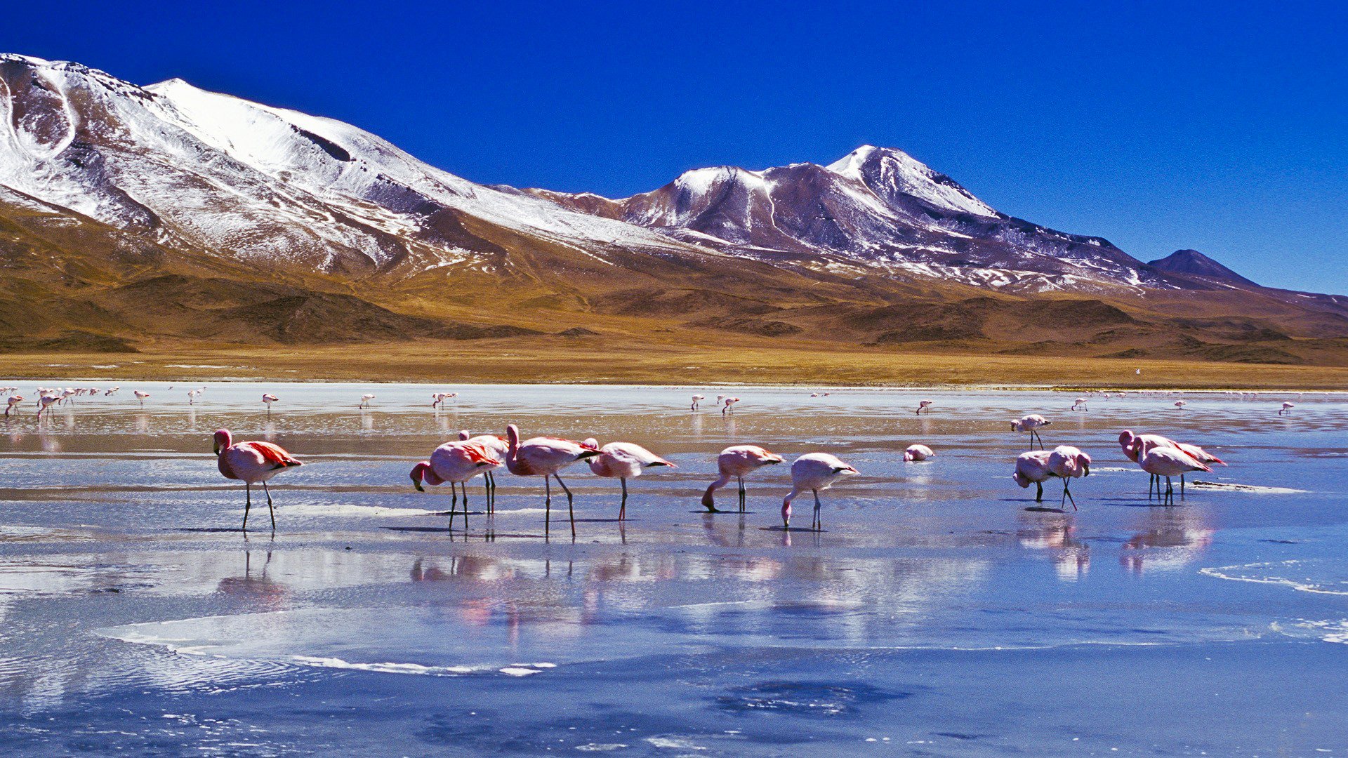 ciel montagnes neige lac oiseaux flamants roses