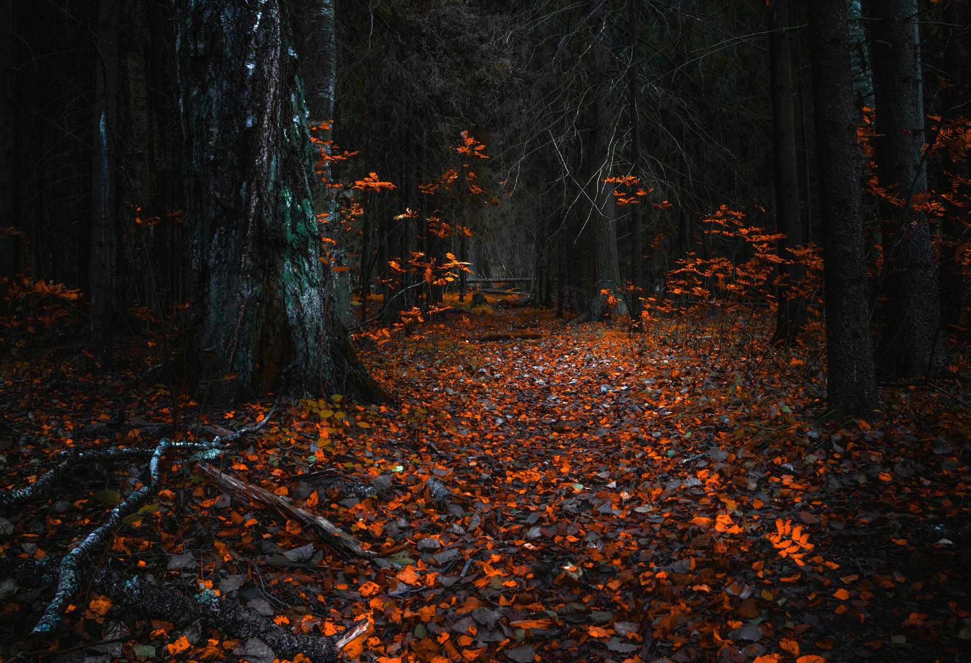 autunno foresta natura