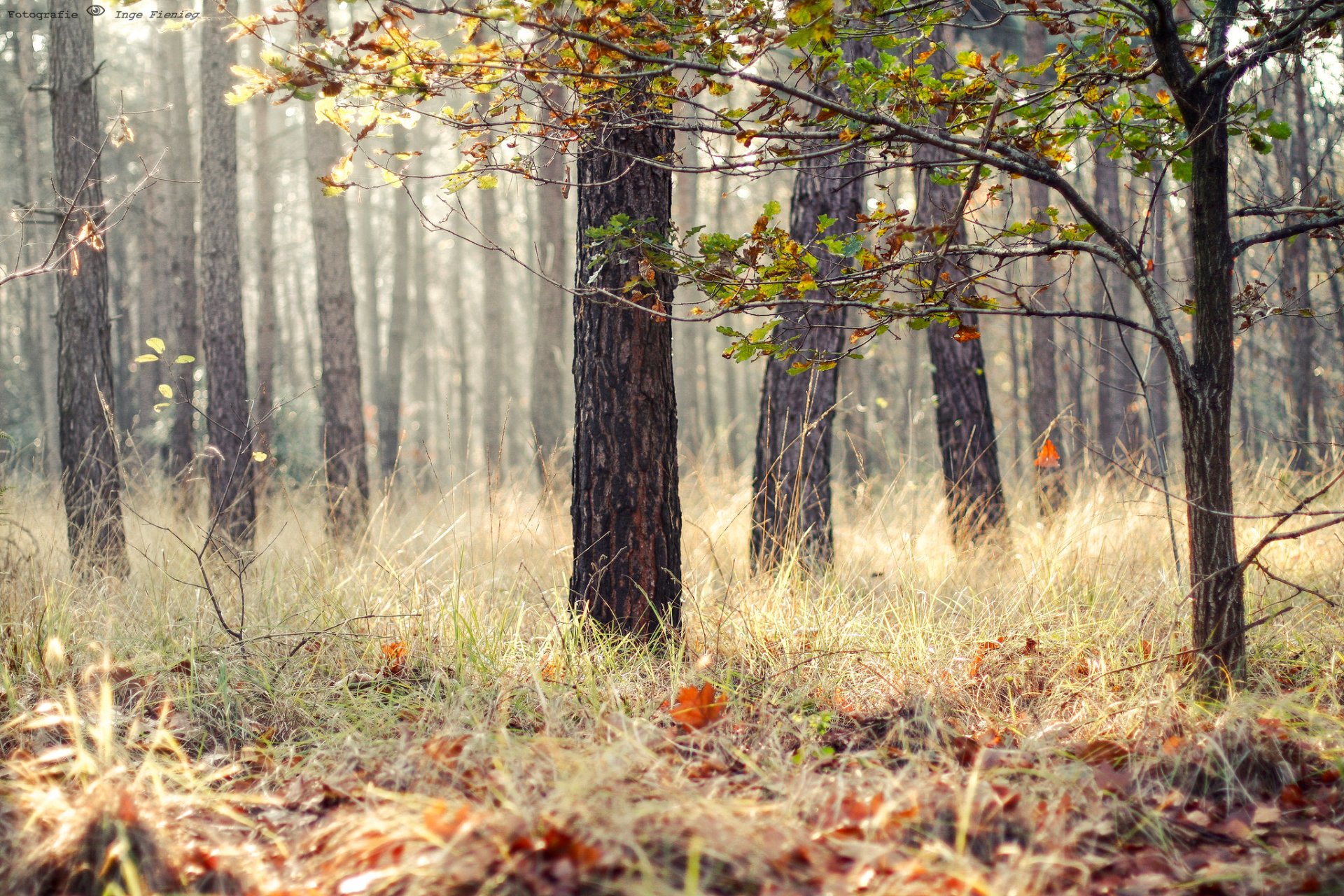 foresta erba foglie alberi autunno