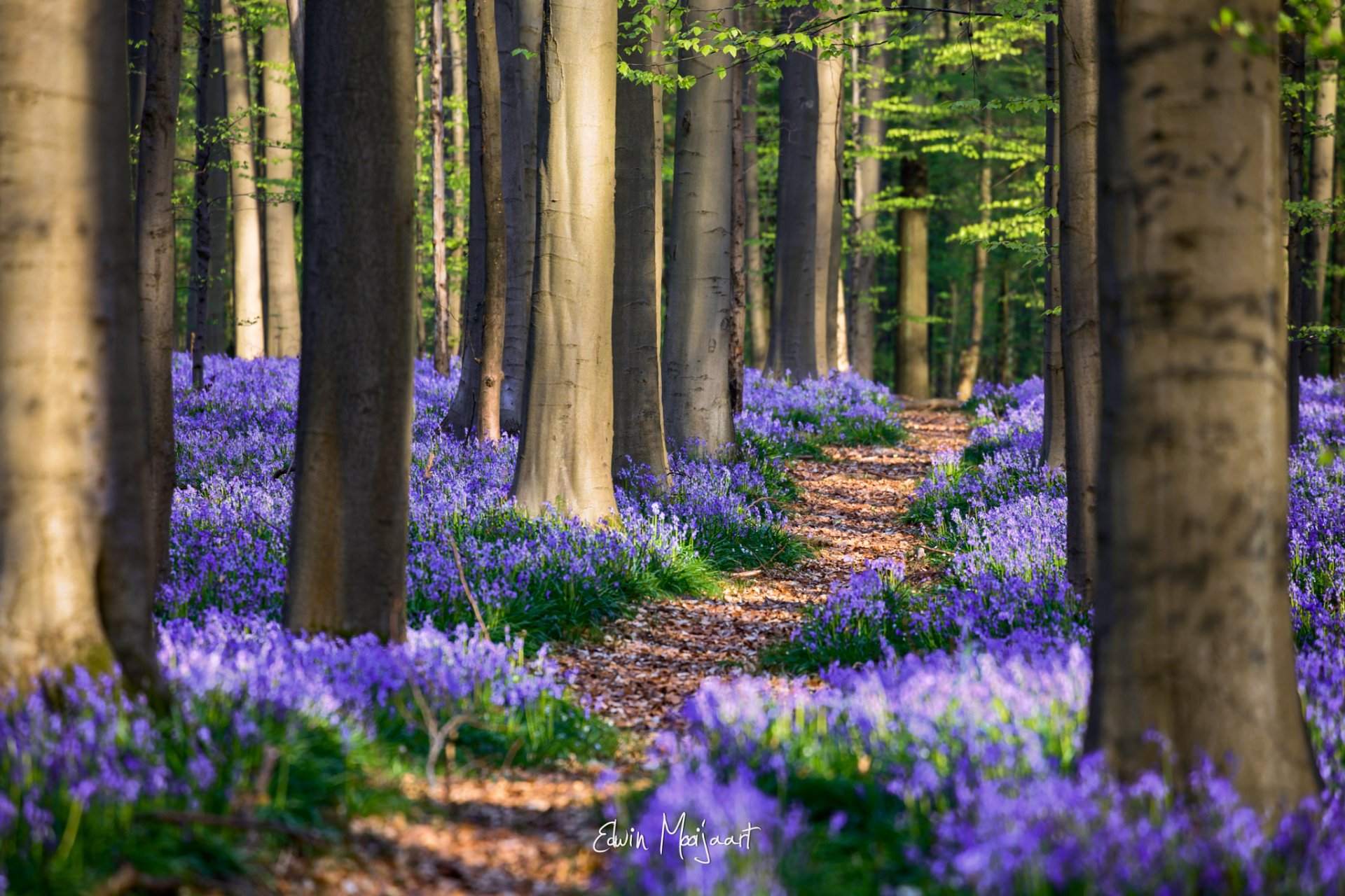 belgium spring april forest flower giatsintoide