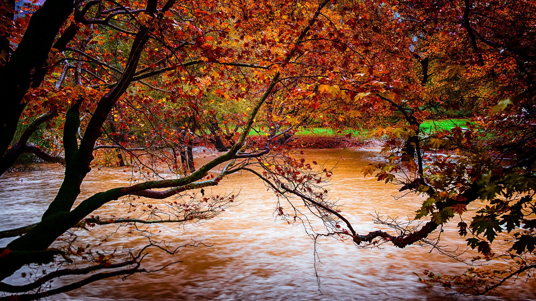 nature autumn tree leaves yellow