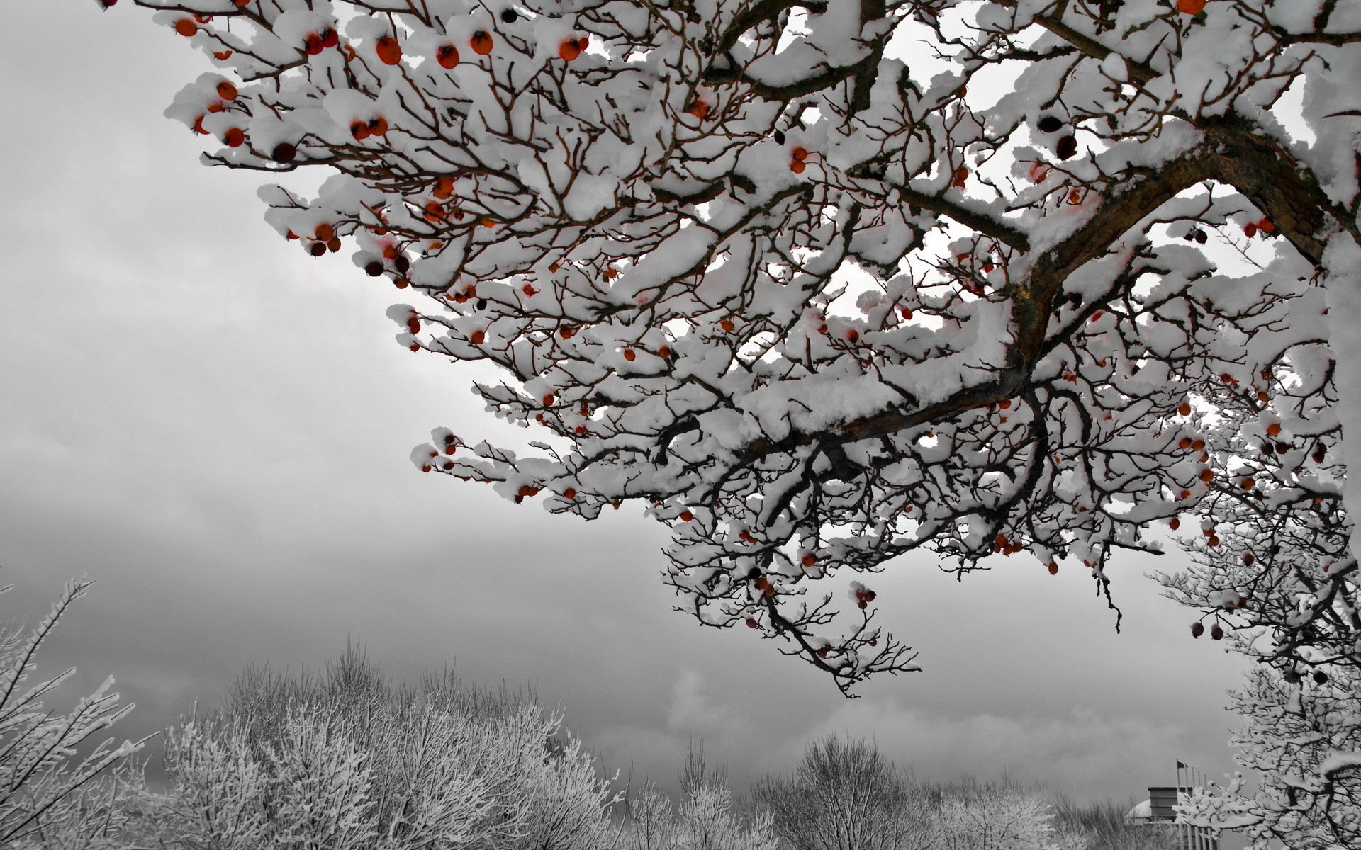 winter frühling sommer herbst und wieder winter