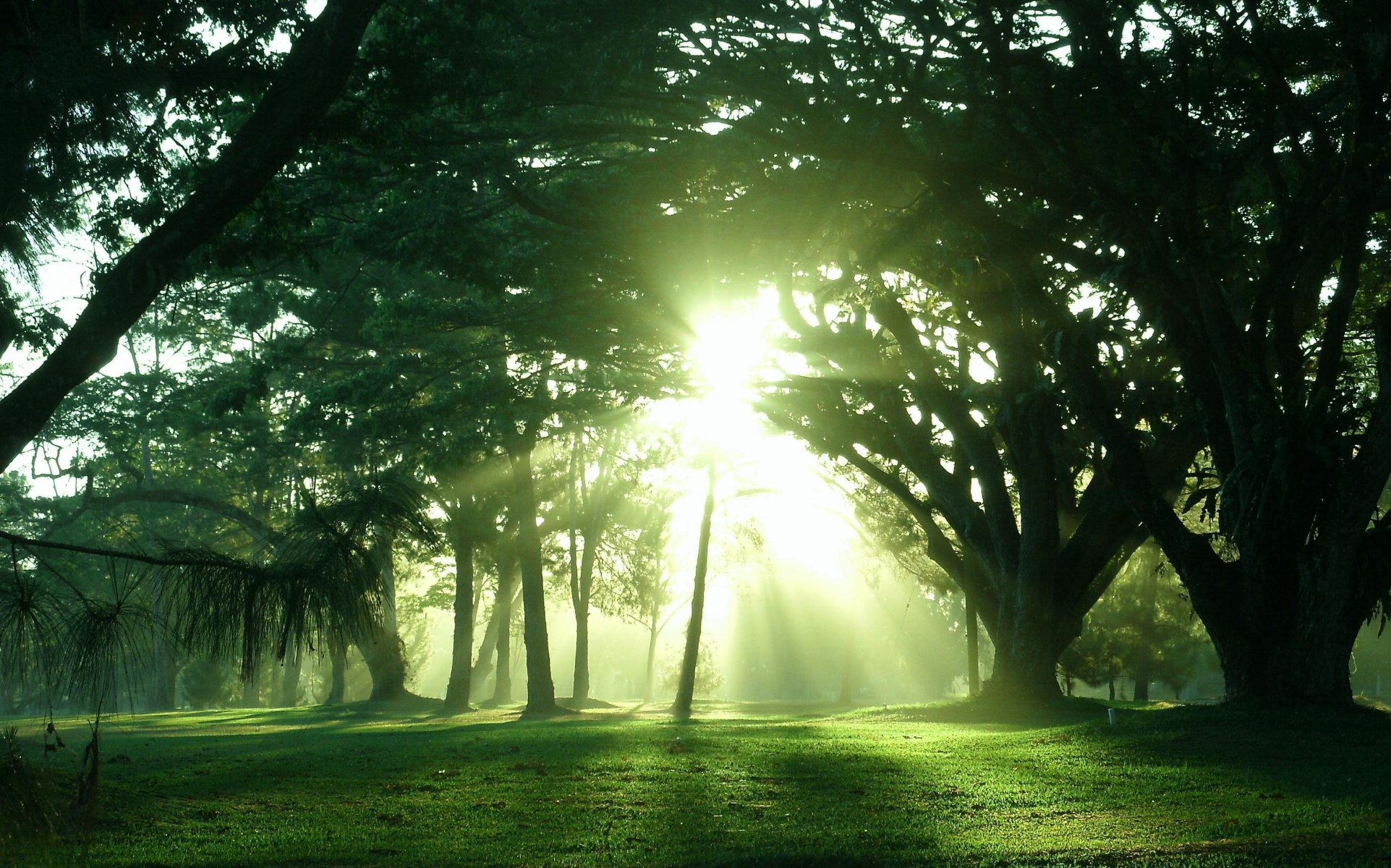 tree sun light nature