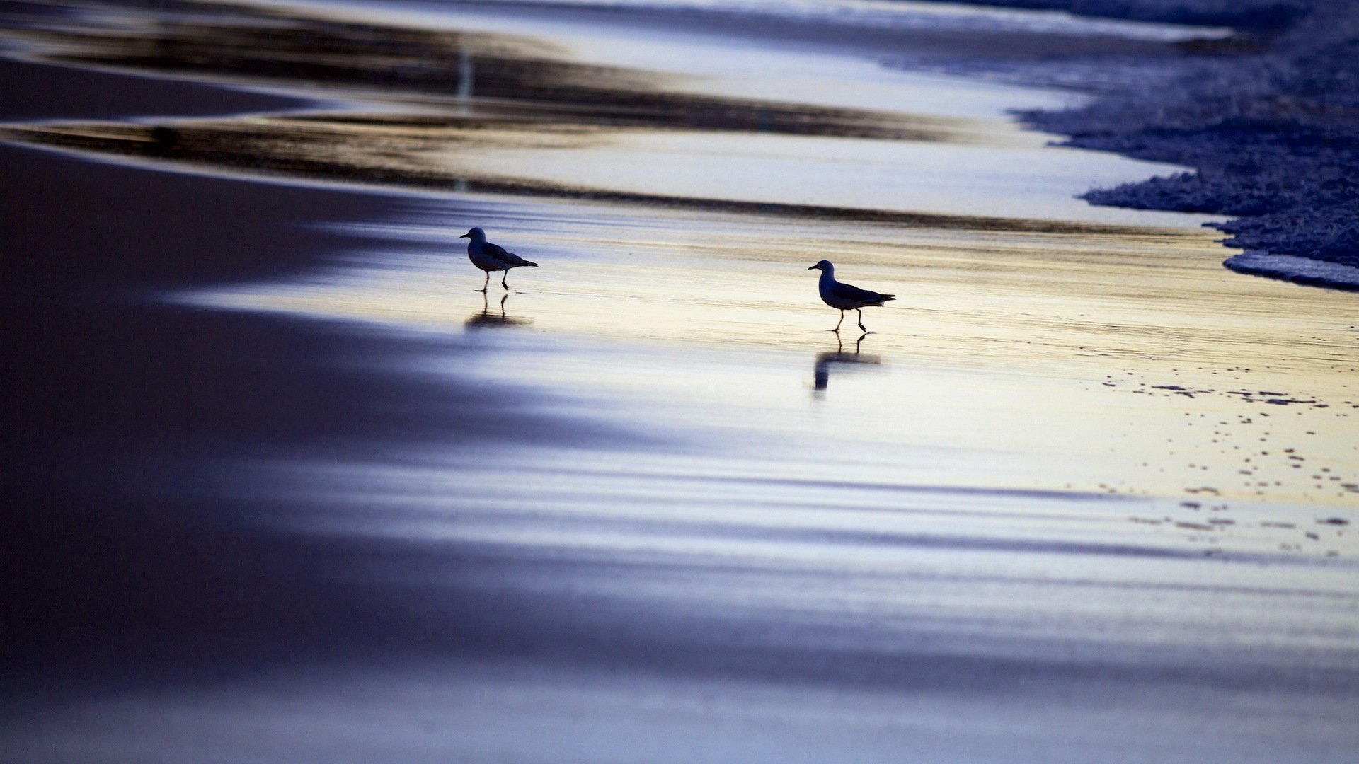 vögel meer nacht natur