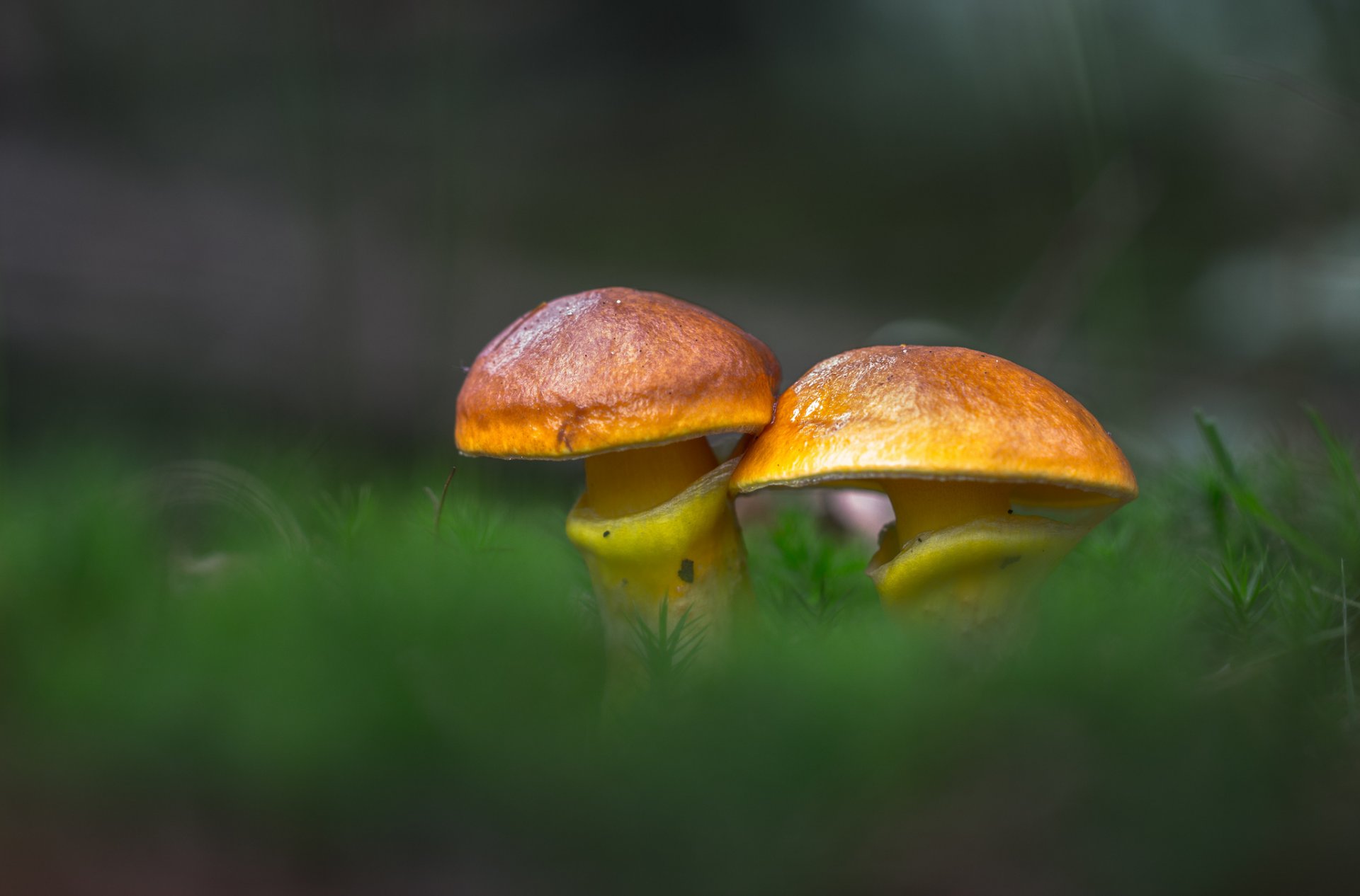 uillus larch mushroom forest grass nature