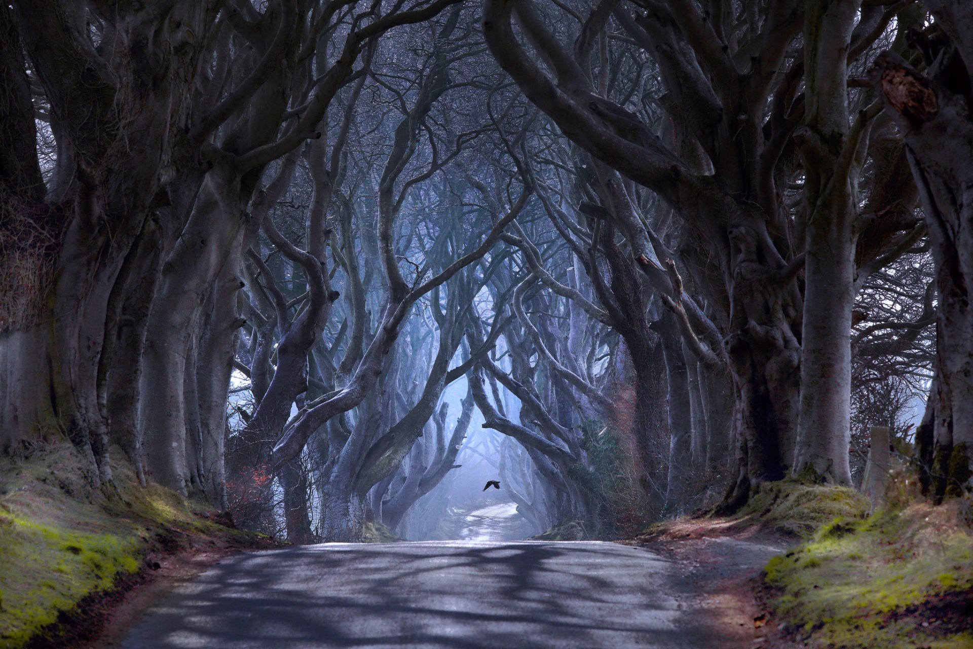 northern ireland county antrim ballymoney road bragh road dark alley tree haze poultry
