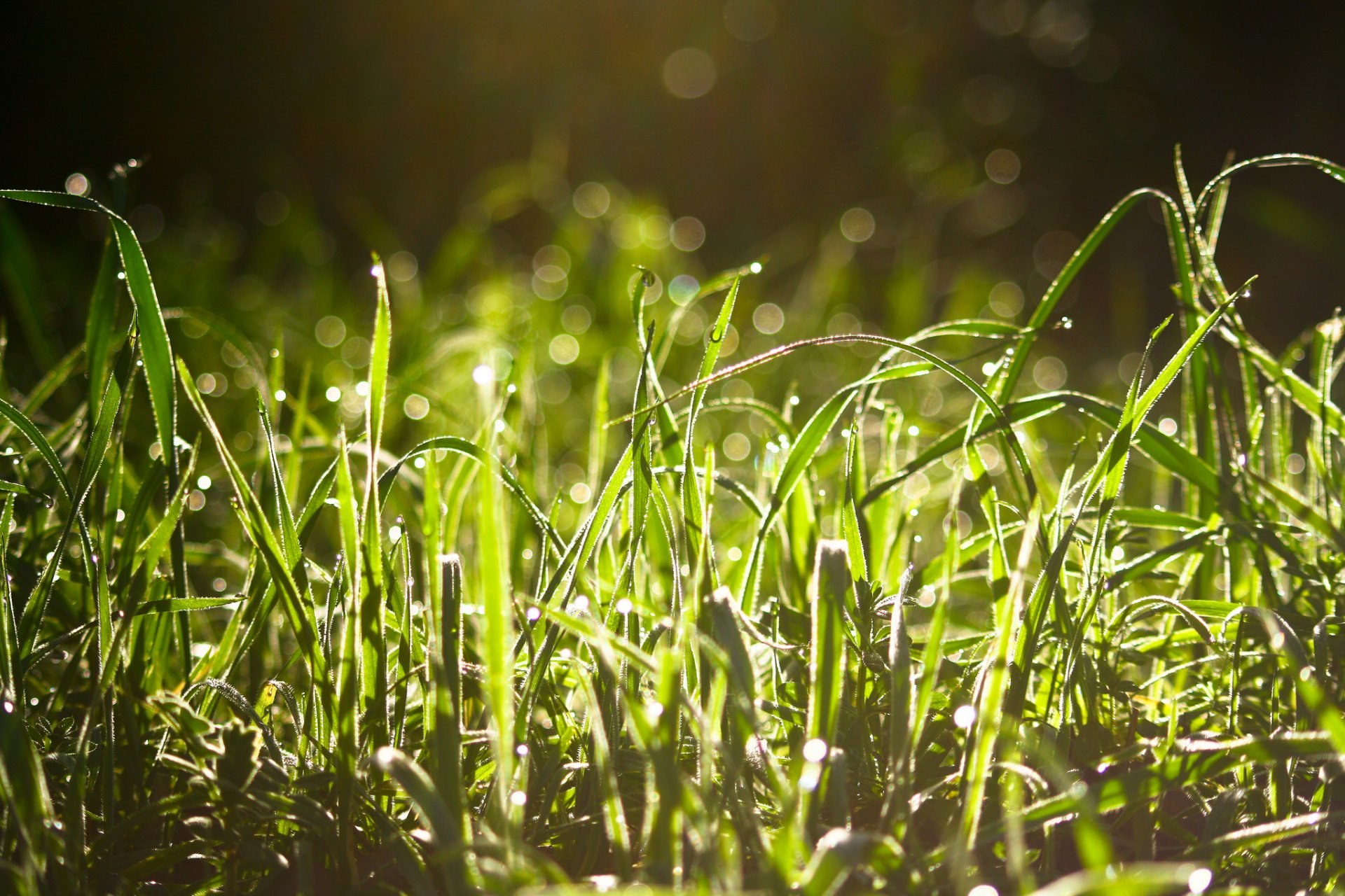herbe rosée gouttes éblouissement