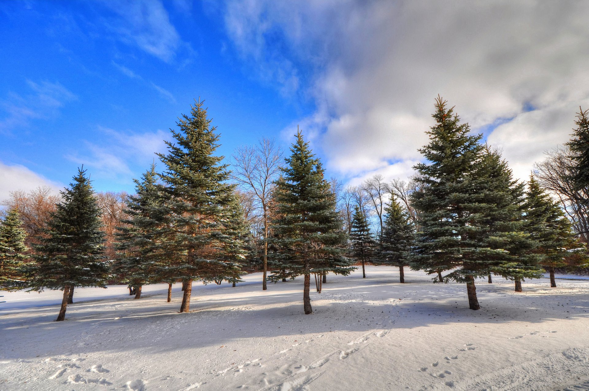 ciel nuages hiver forêt arbres neige traces sapin