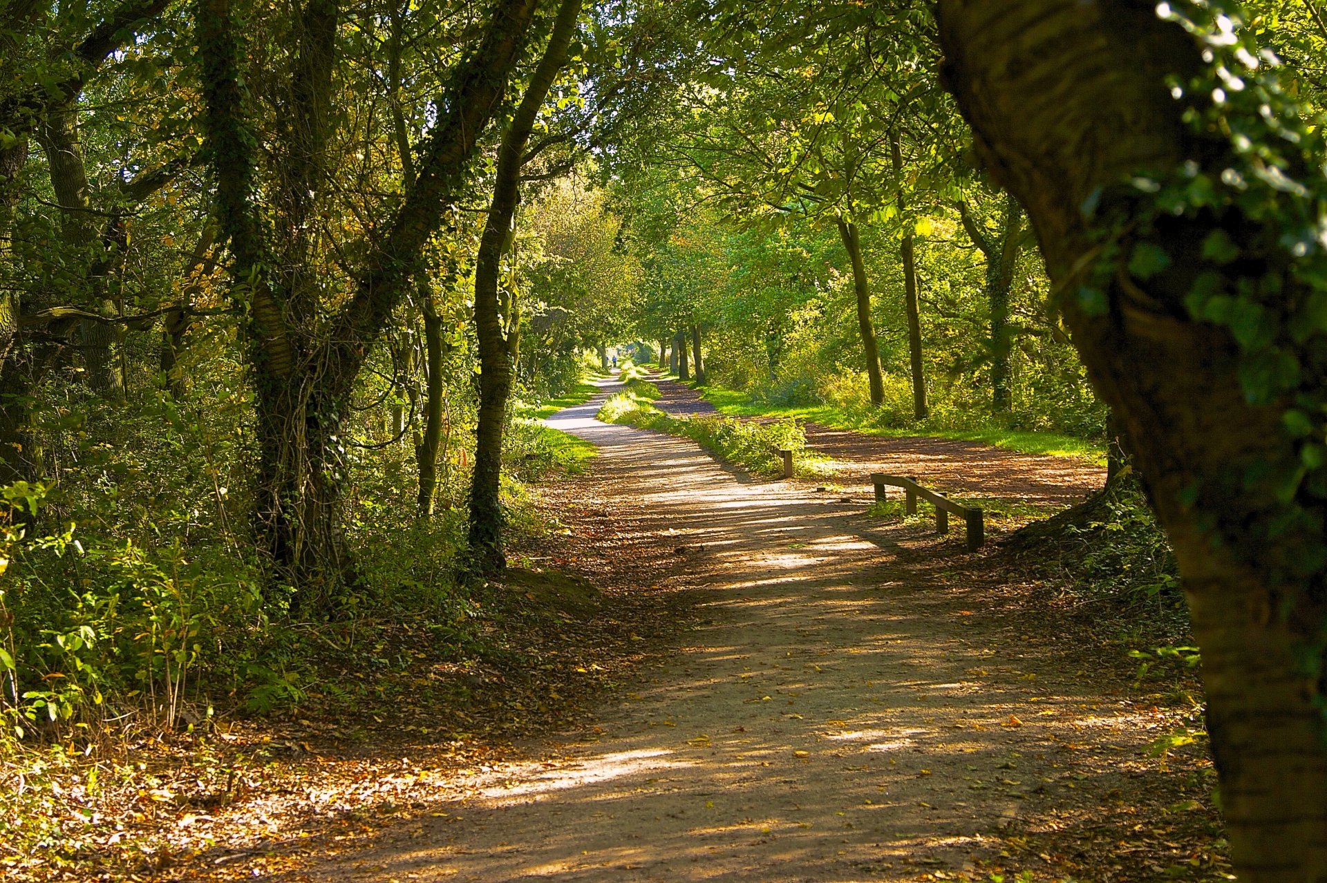 park forest road tree gra