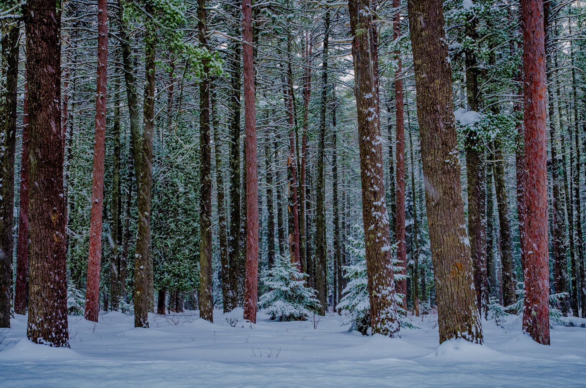 natura foresta neve