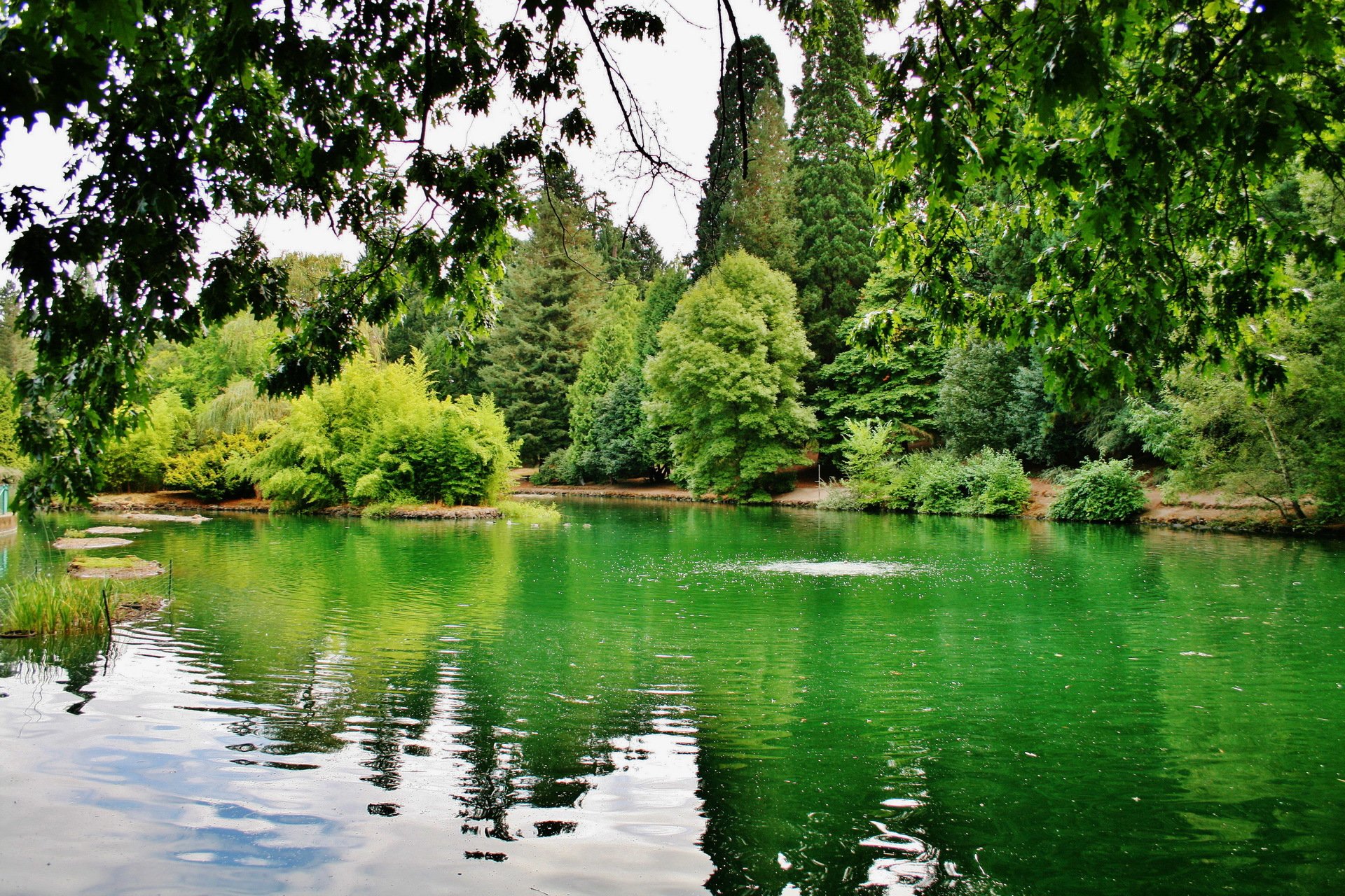 usa laurelhurst park portland oregon see bäume zweige grüns