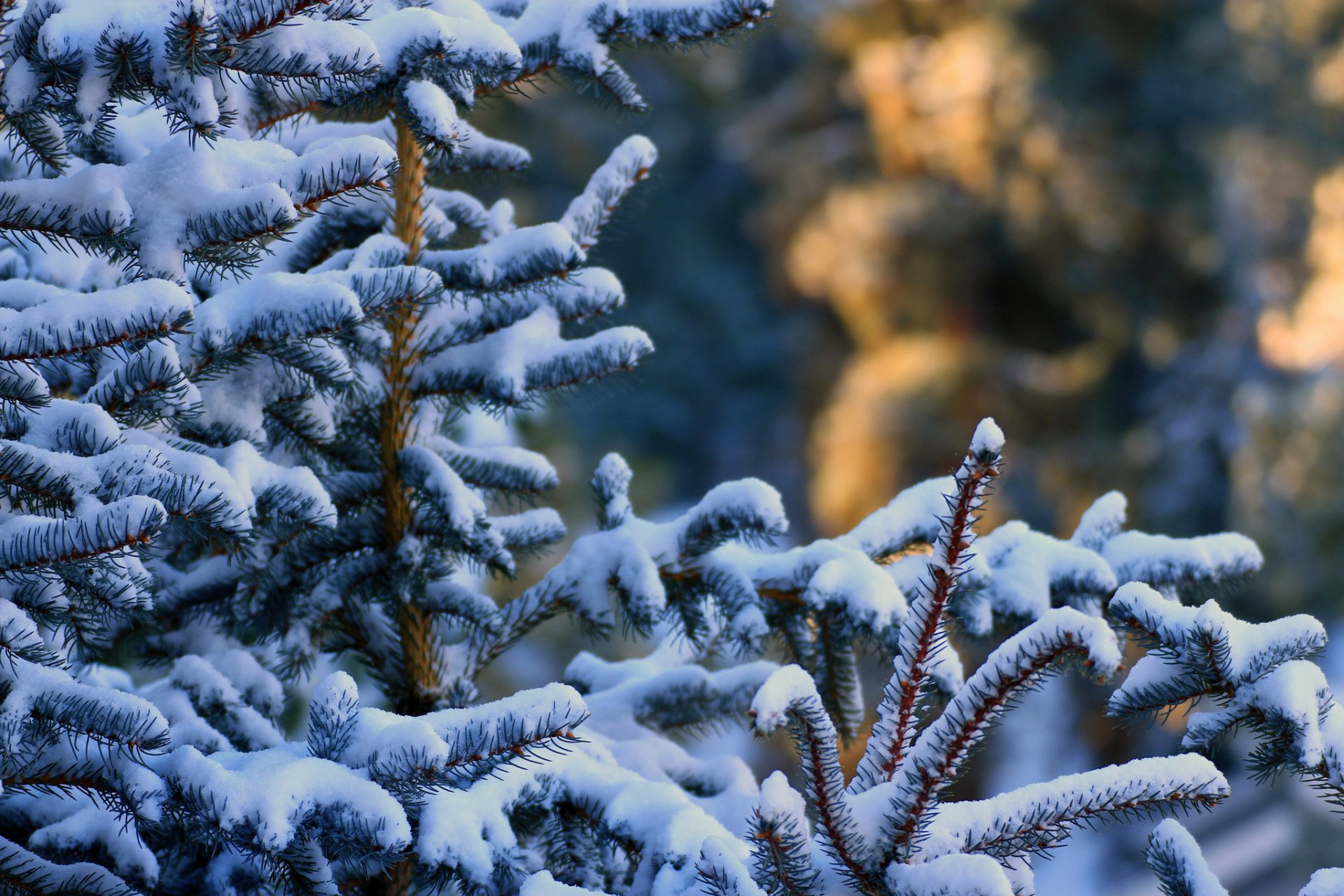 bosque árbol de navidad ramas agujas invierno nieve