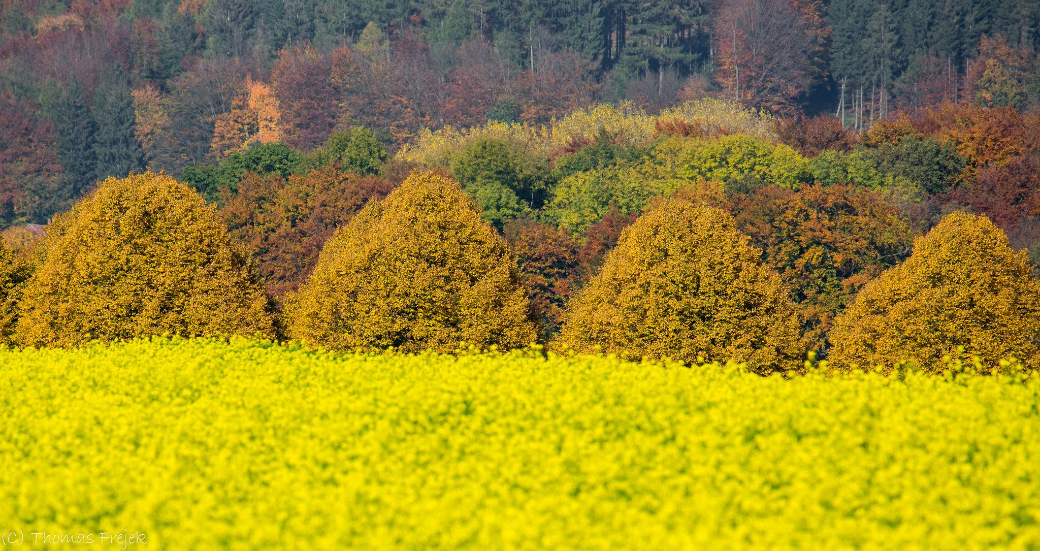 forêt arbres champ fleurs