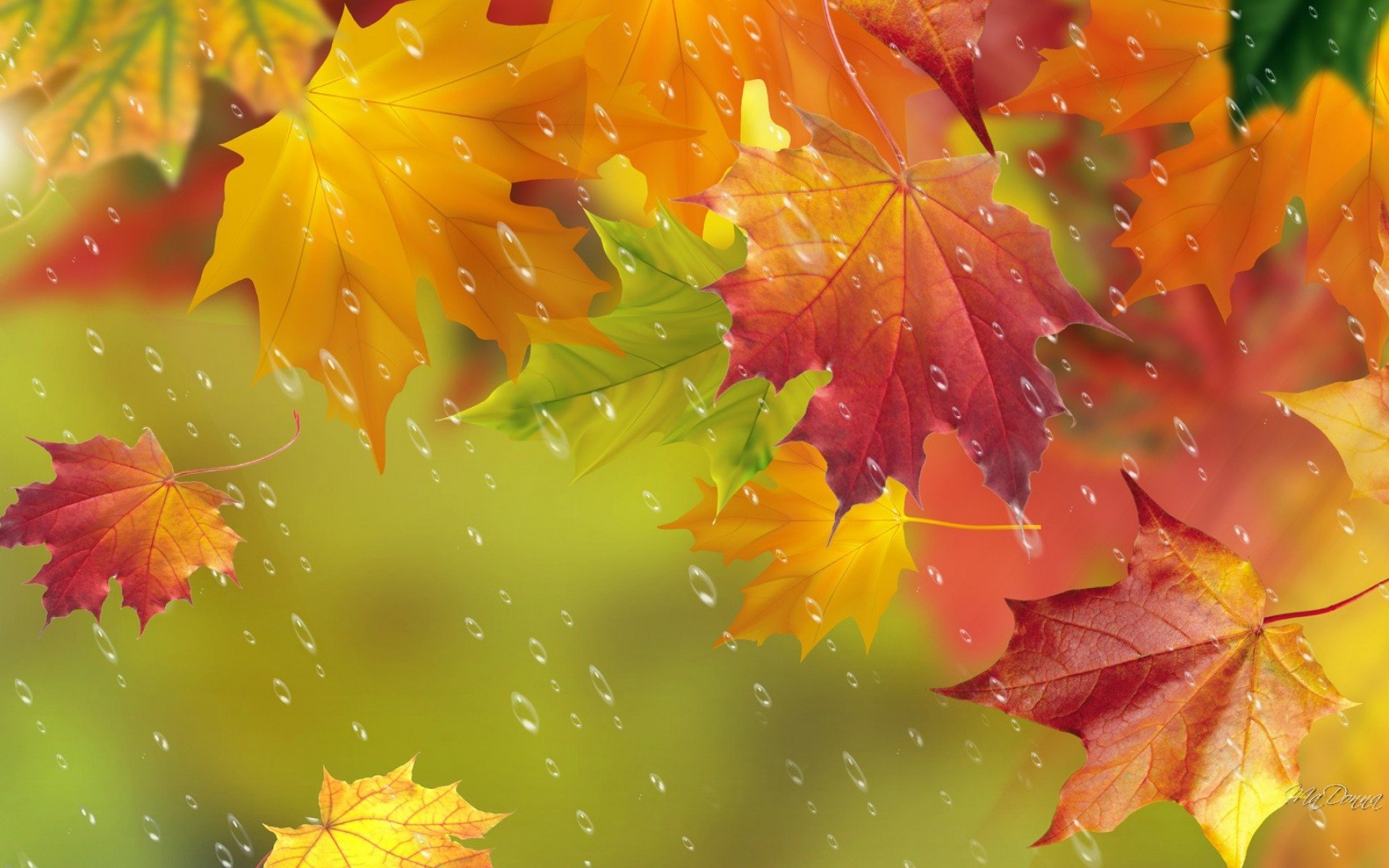 autumn leaves maple drops rain
