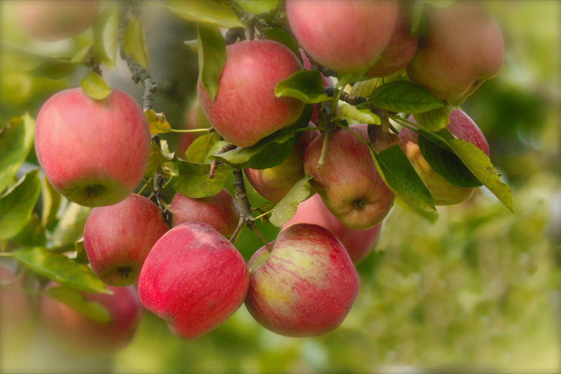 branches leaves fruit apple