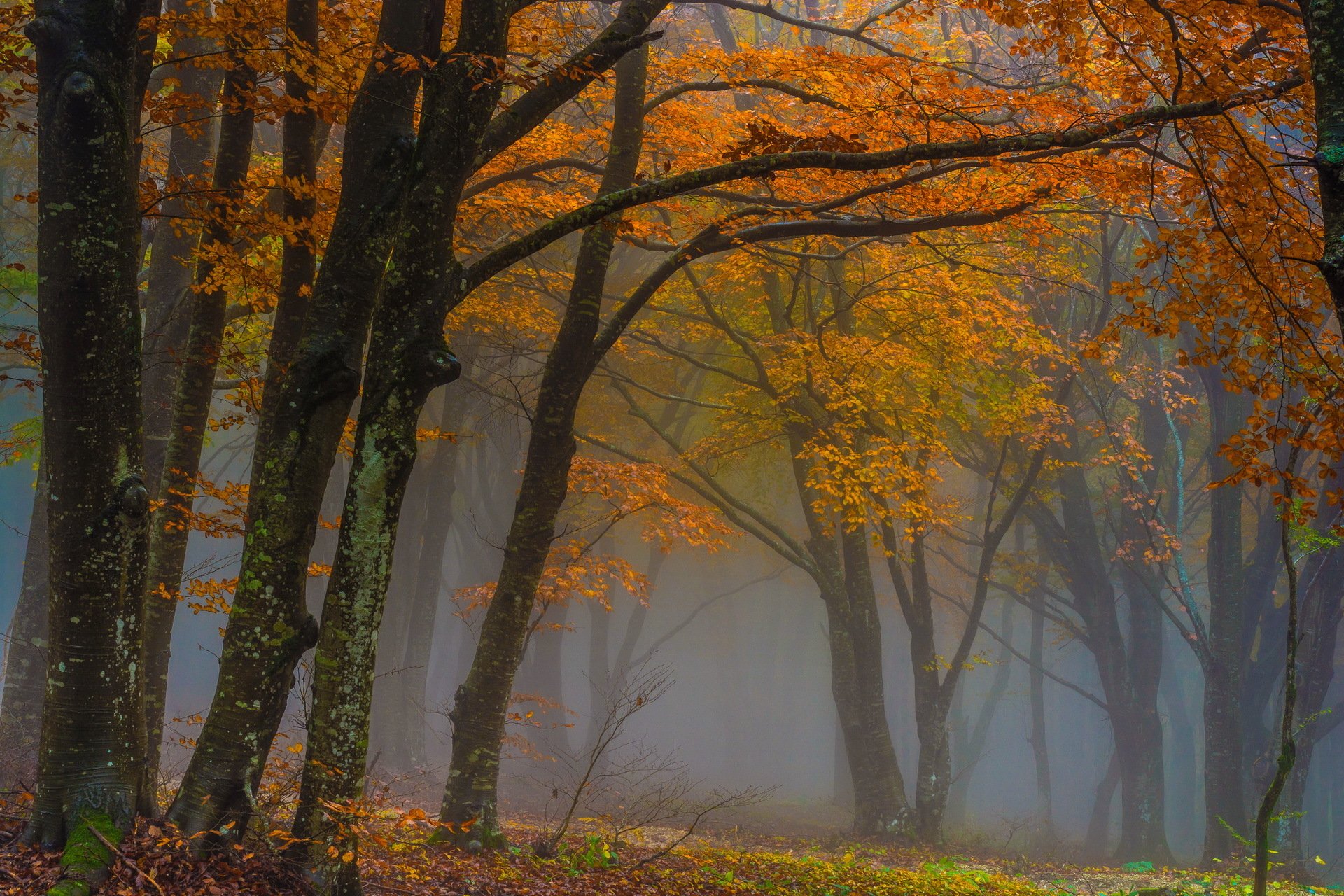automne forêt brouillard