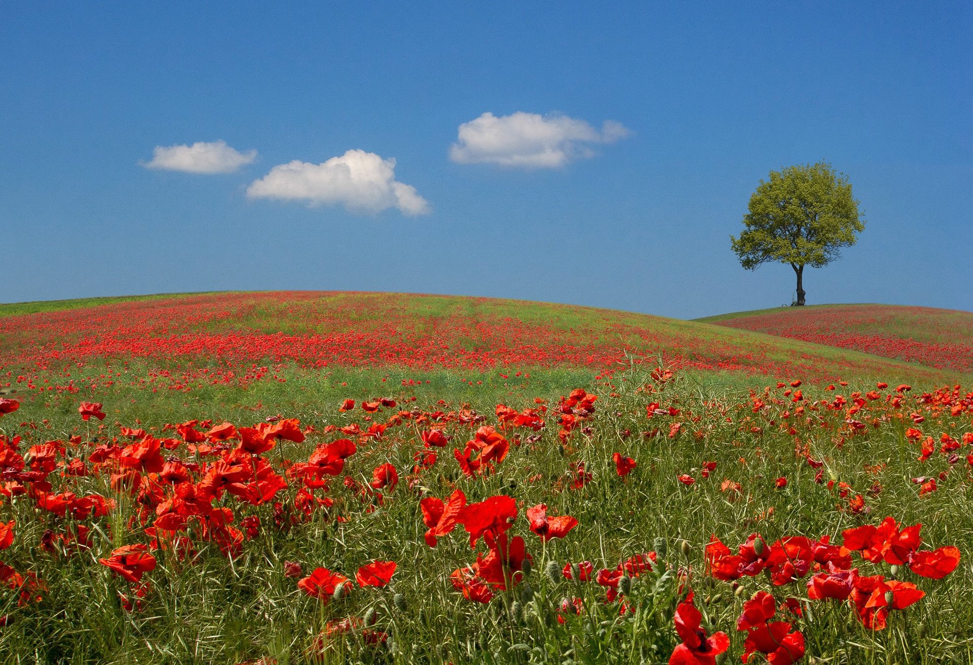 ciel collines pré champ arbre fleurs coquelicots