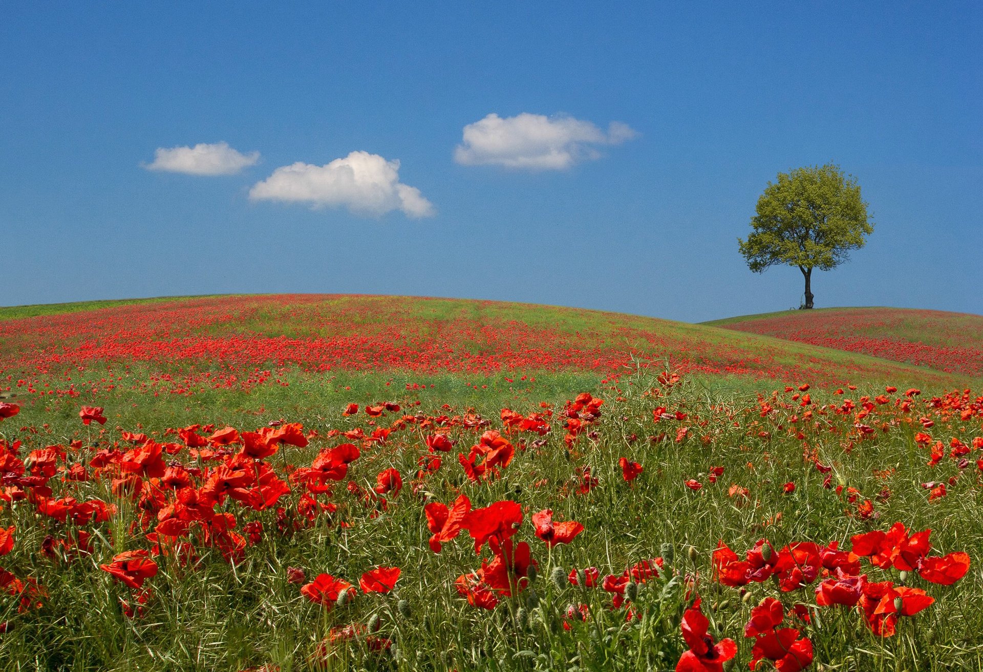 himmel hügel wiese feld baum blumen mohnblumen