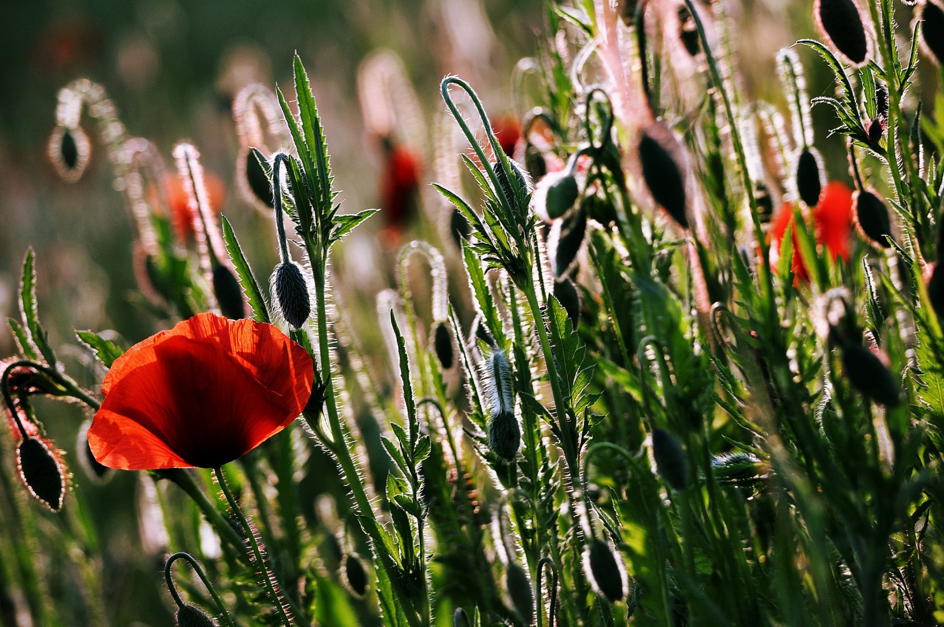 flower poppies nature summer