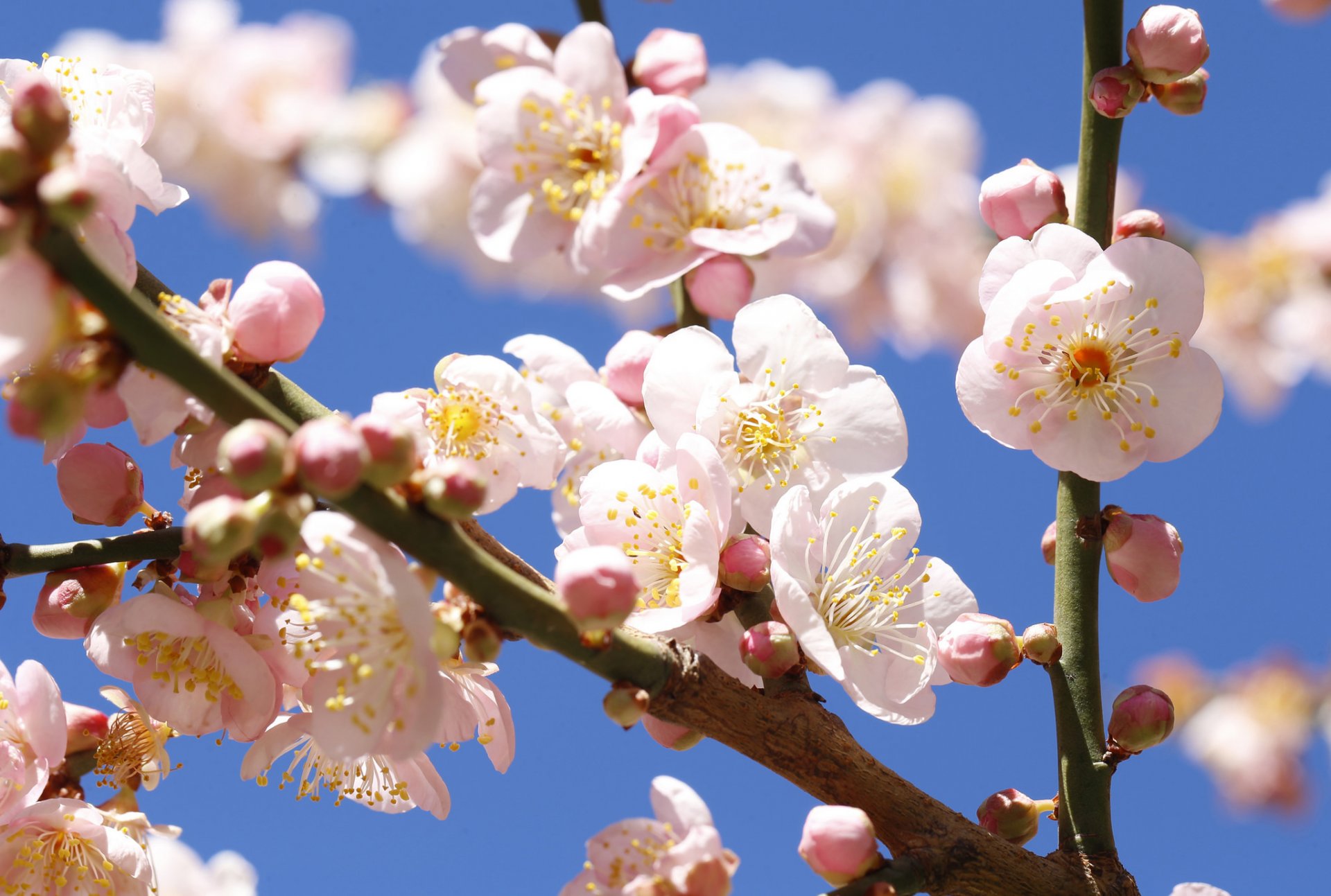 upplies tree branch flower sky spring
