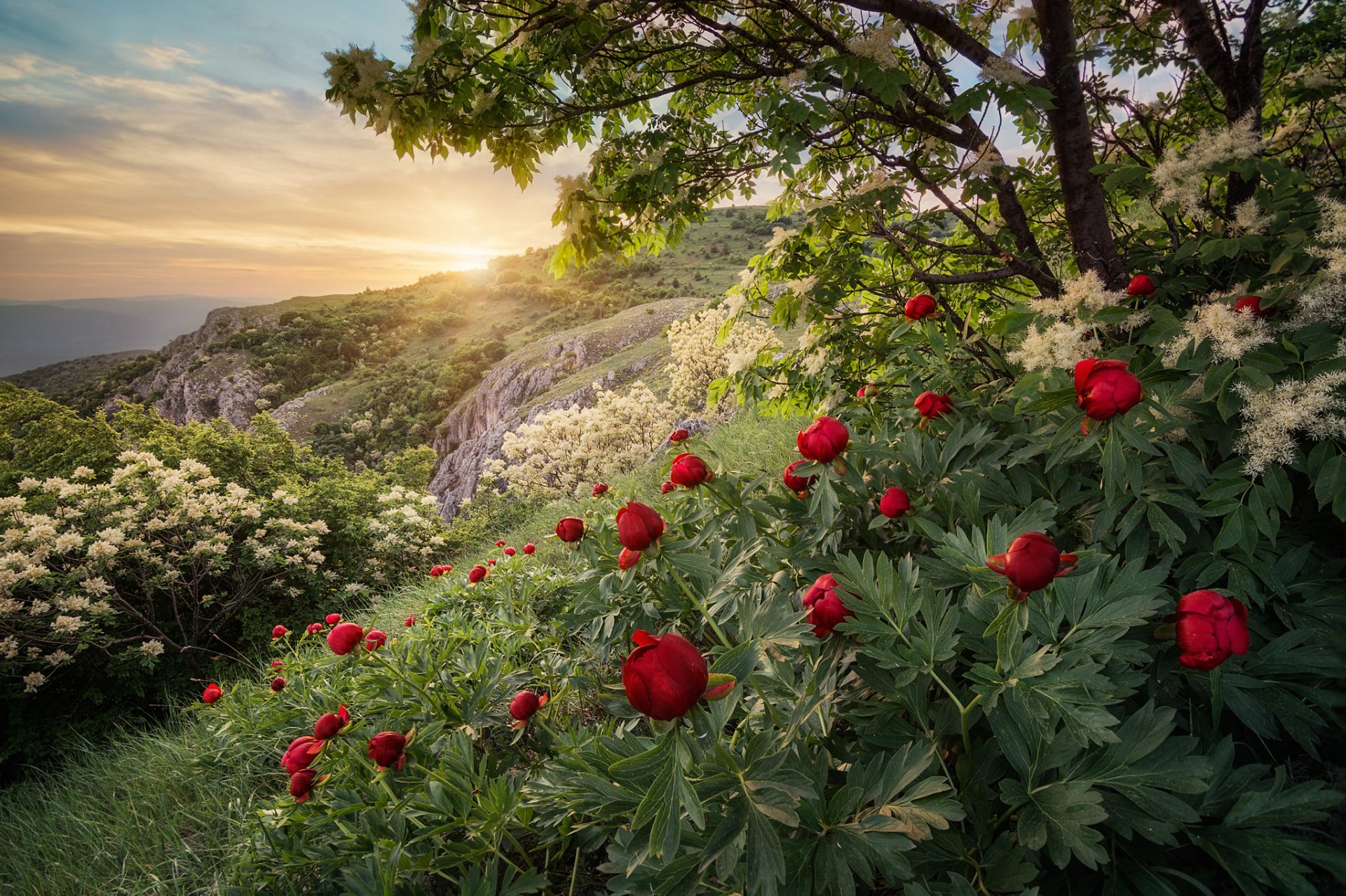 bulgaria night slope flower peonies tree spring