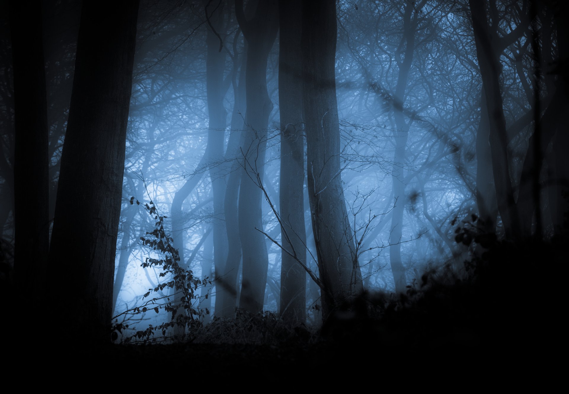 forest tree fog autumn