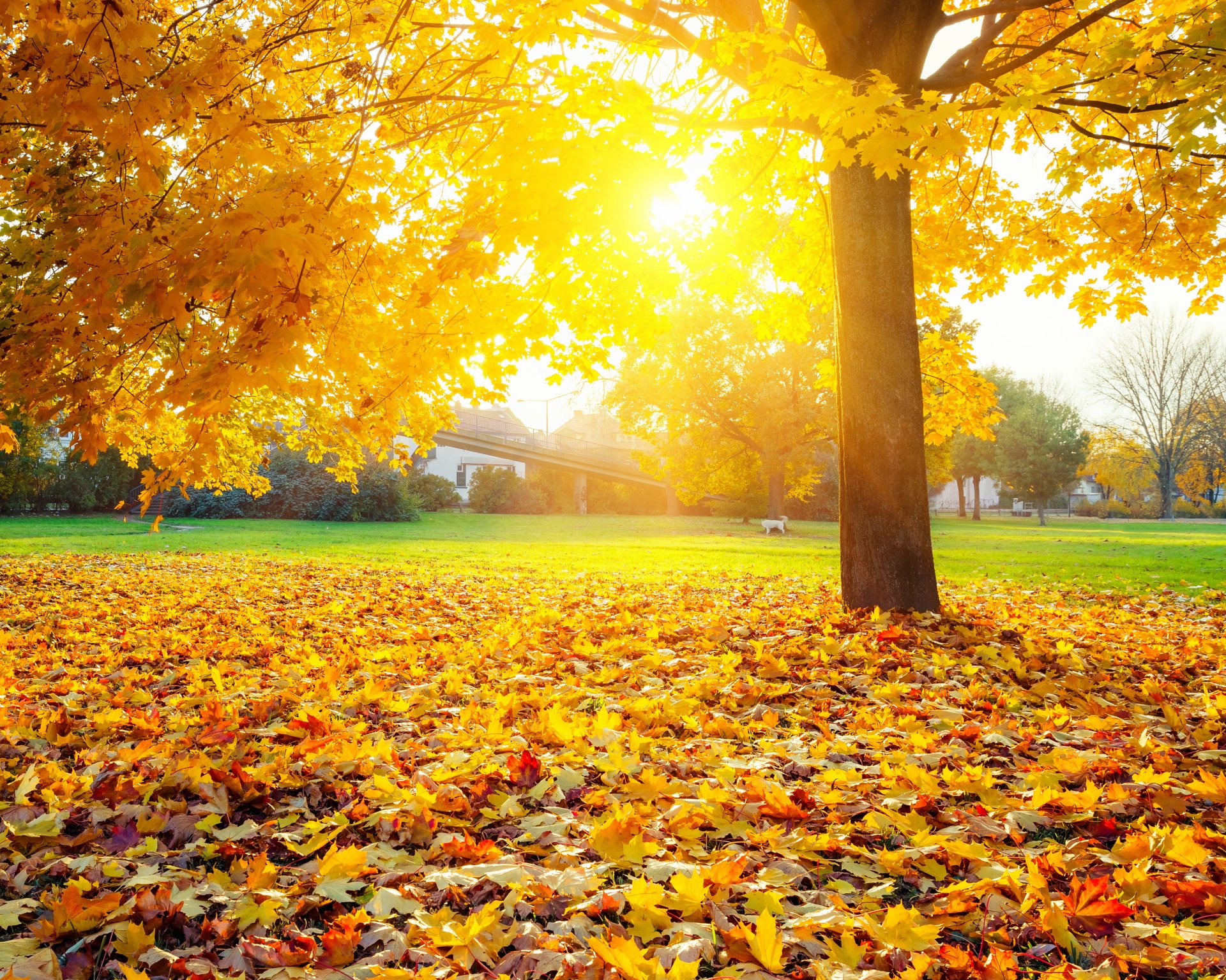 herbst baum rasen gras blätter gelb sonnenstrahlen