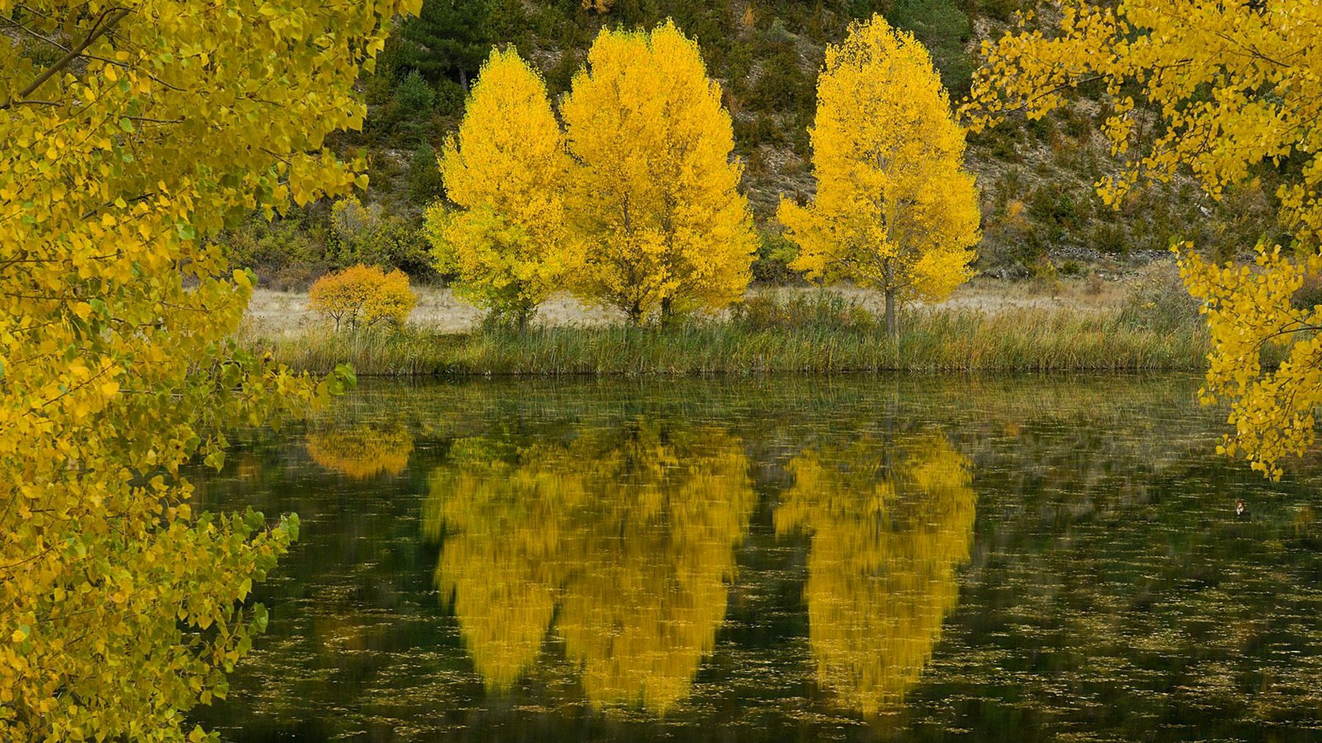 autumn tree river leaves lake reflection