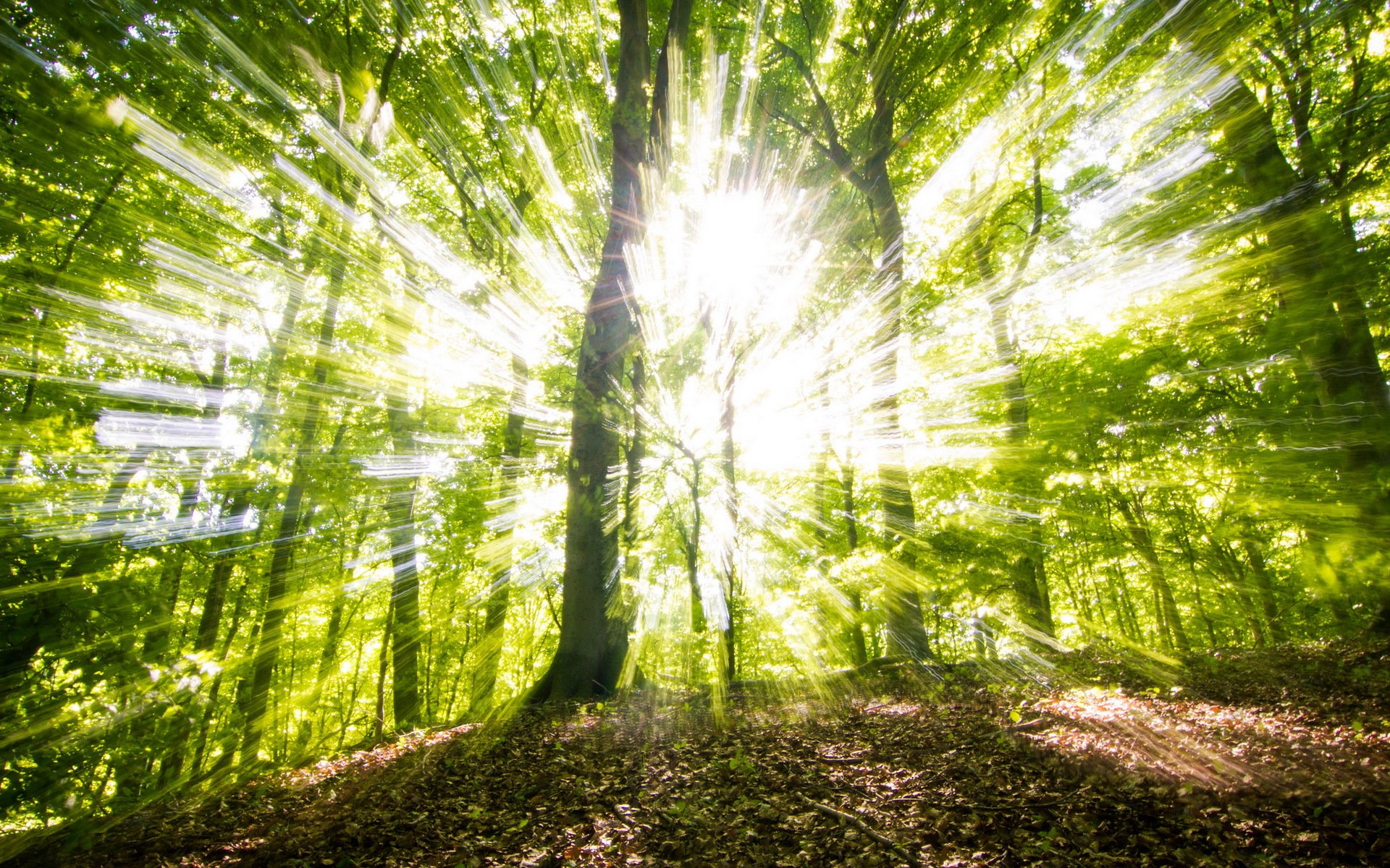 foresta alberi luce natura
