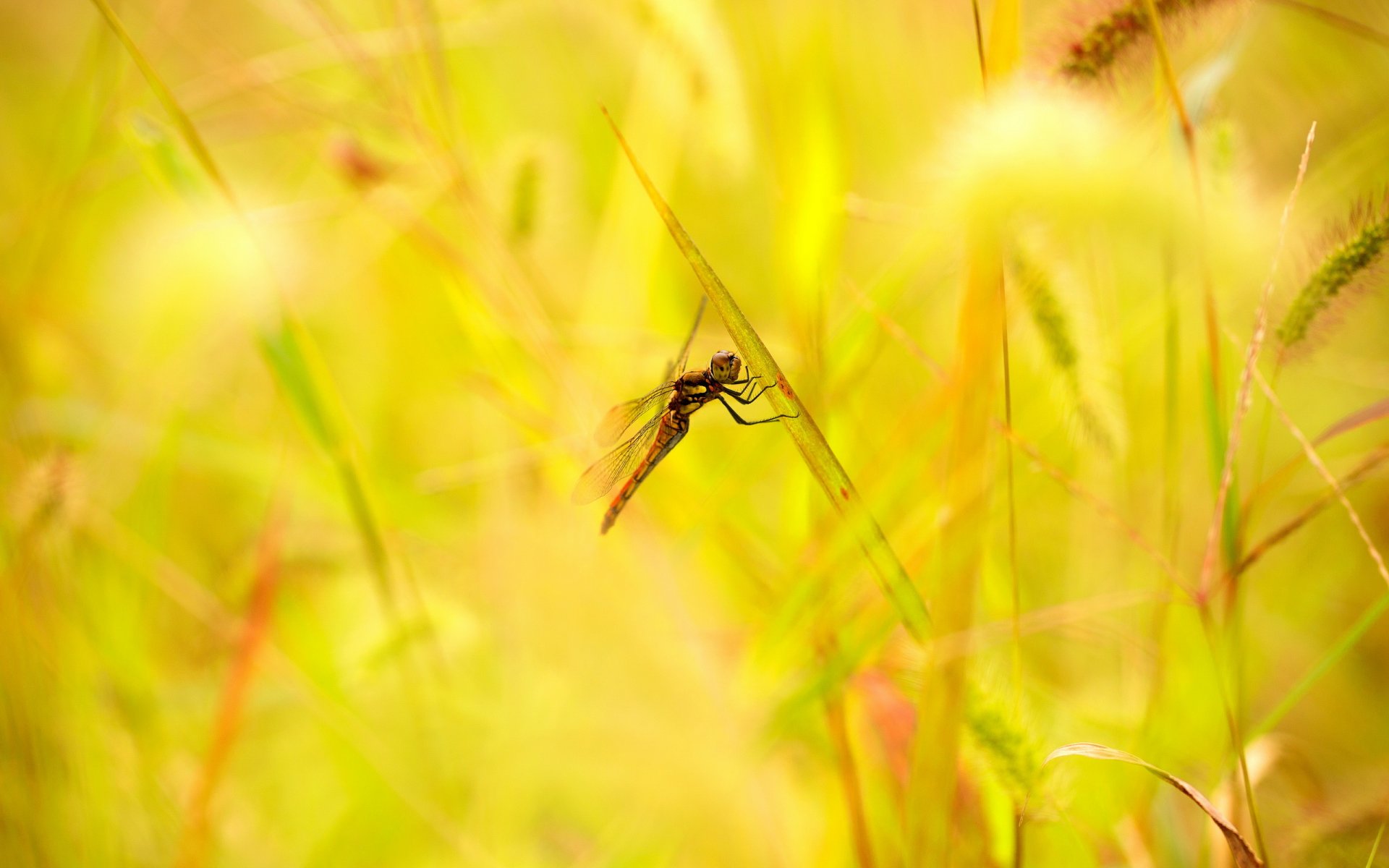 sommer gras blätter ährchen libelle
