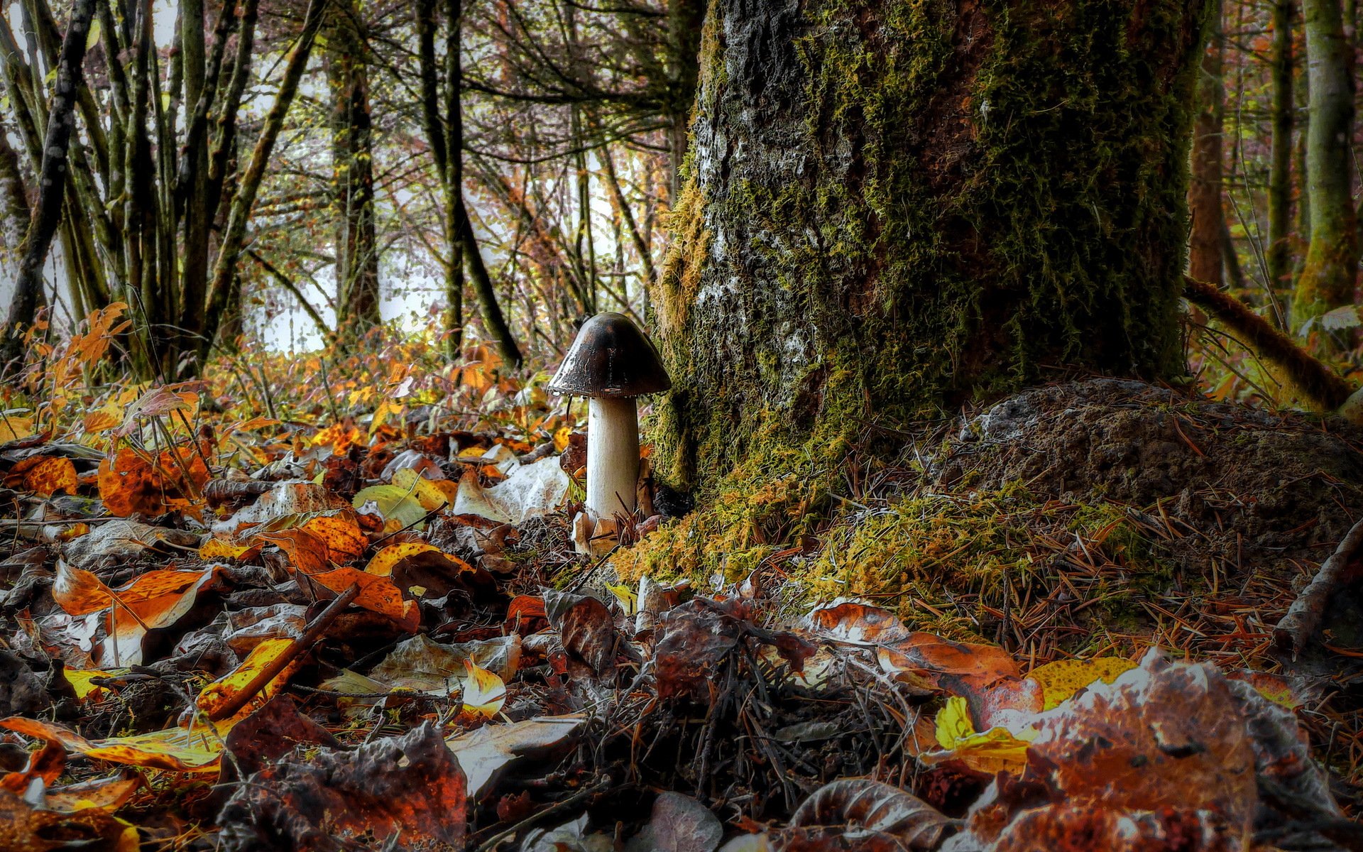 hongo bosque hojas naturaleza