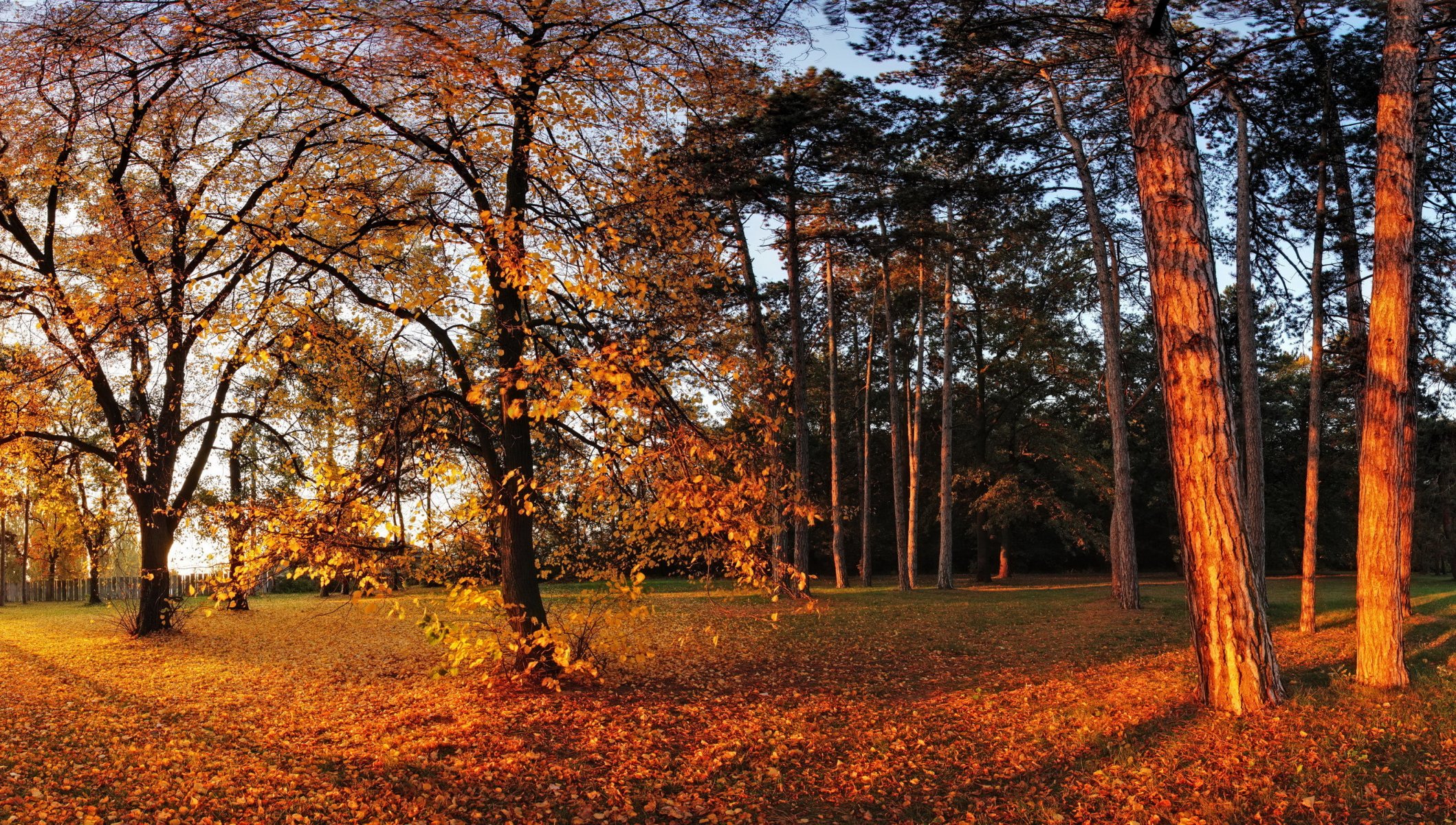 automne parc arbres feuillage jaune soleil