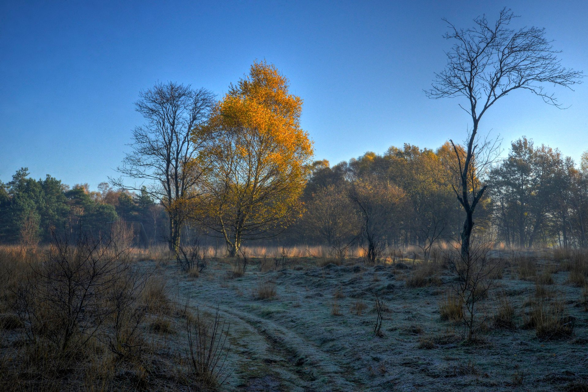 cielo mattina gelo autunno alberi