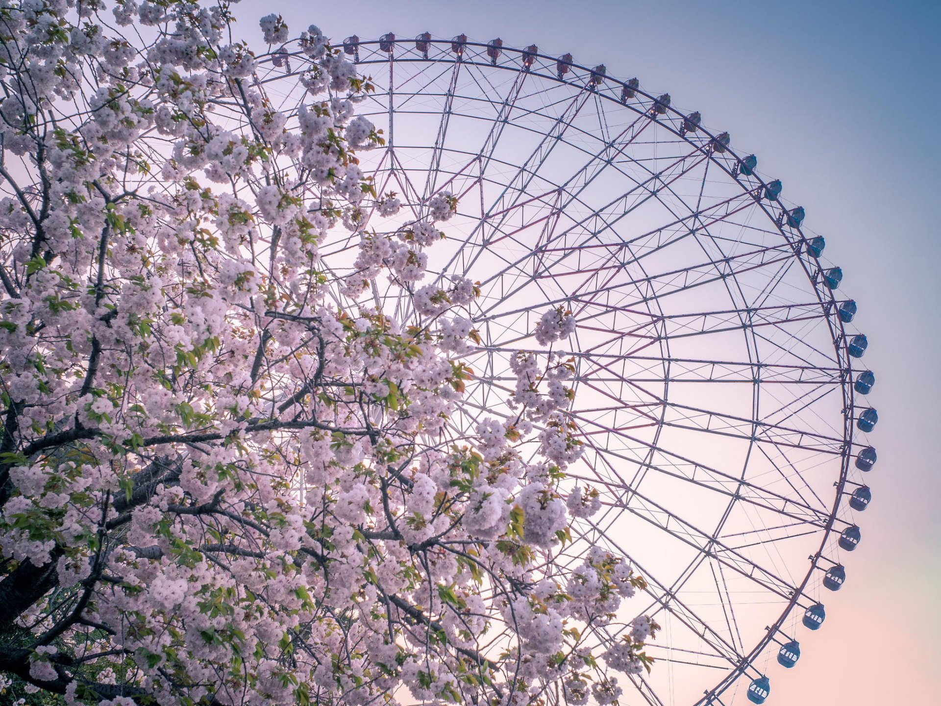primavera diversión rueda de la fortuna árbol flores