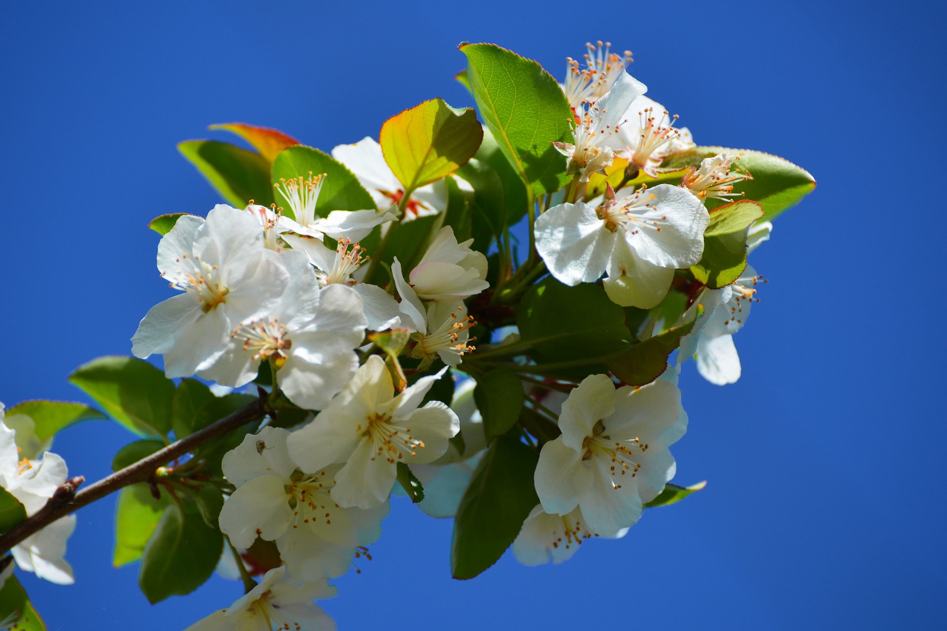branch bloom flower close up spring