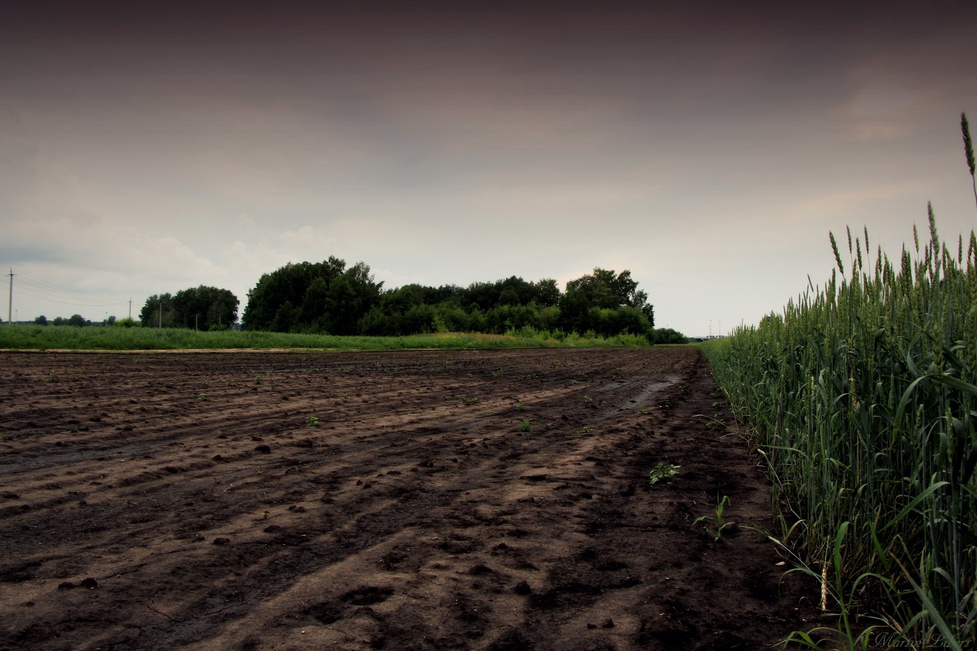 the field and oats grass night rain zalesok