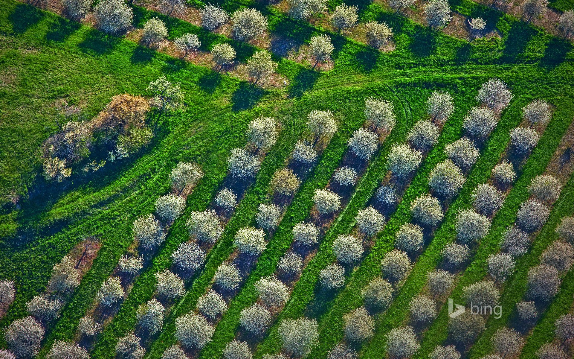 hrabstwo mason michigan usa sad wiśniowy drzewa wiosna trawa panorama