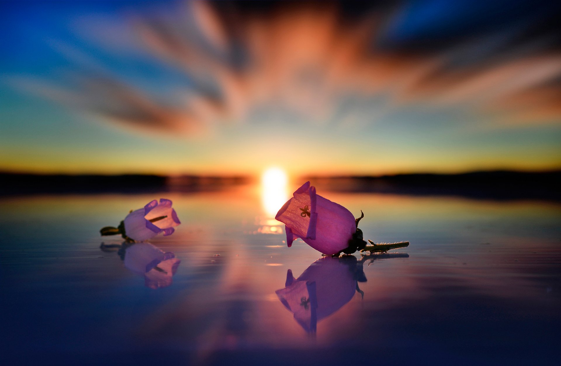 water flower buds reflection sun