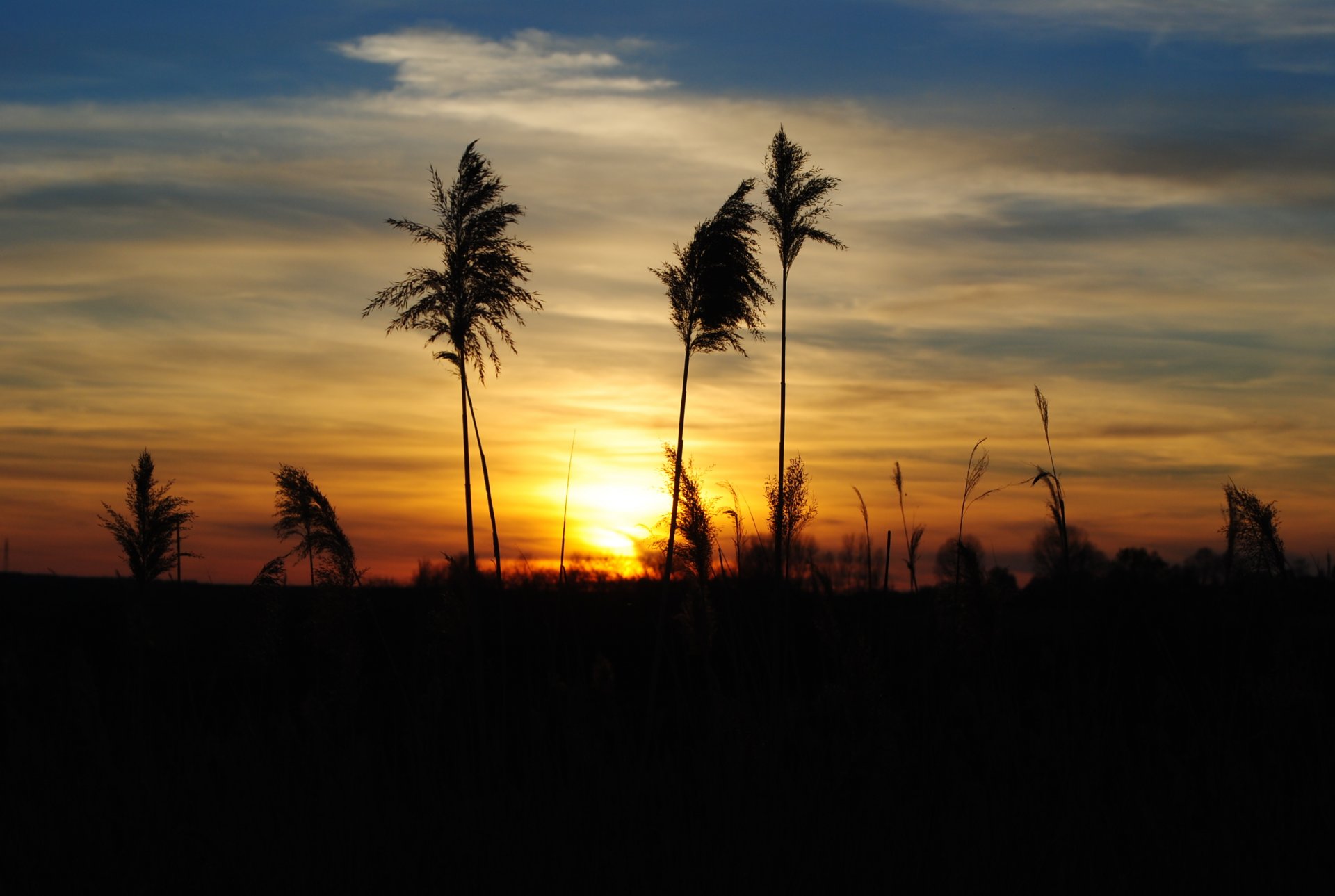 nature sunset night grass spikes silhouette cloud